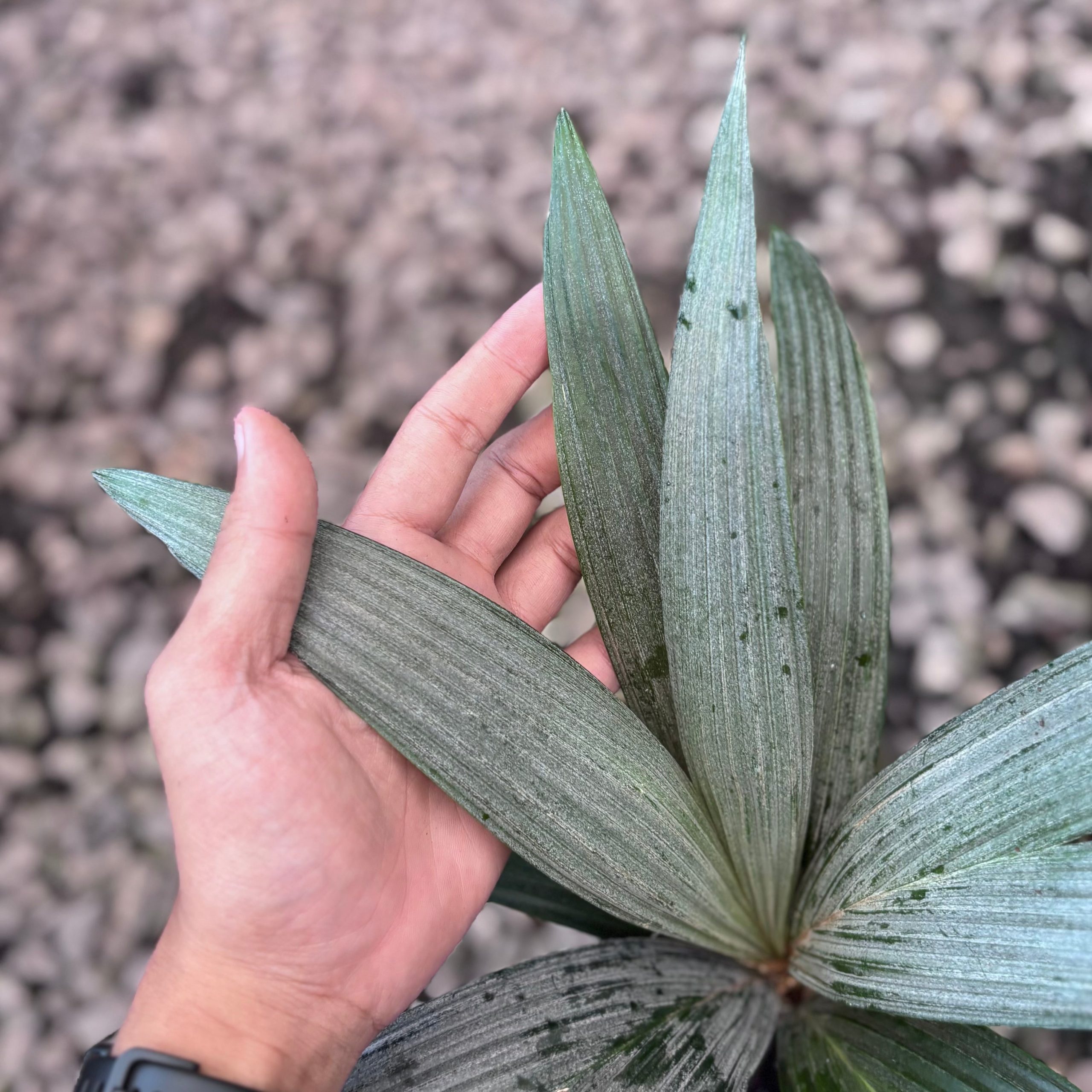 Palm sommeria leucophylla - Image 2