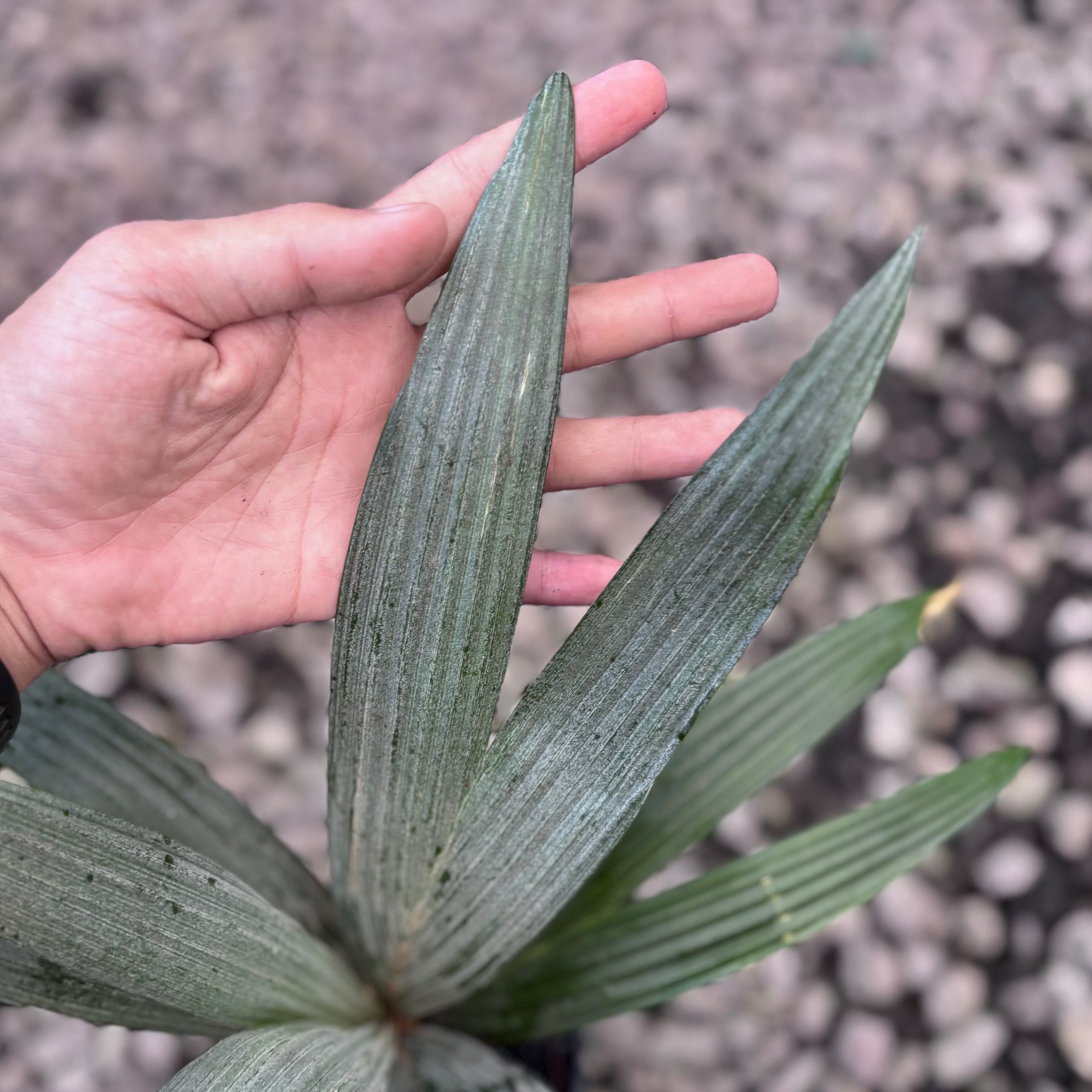 Palm sommeria leucophylla - Image 3