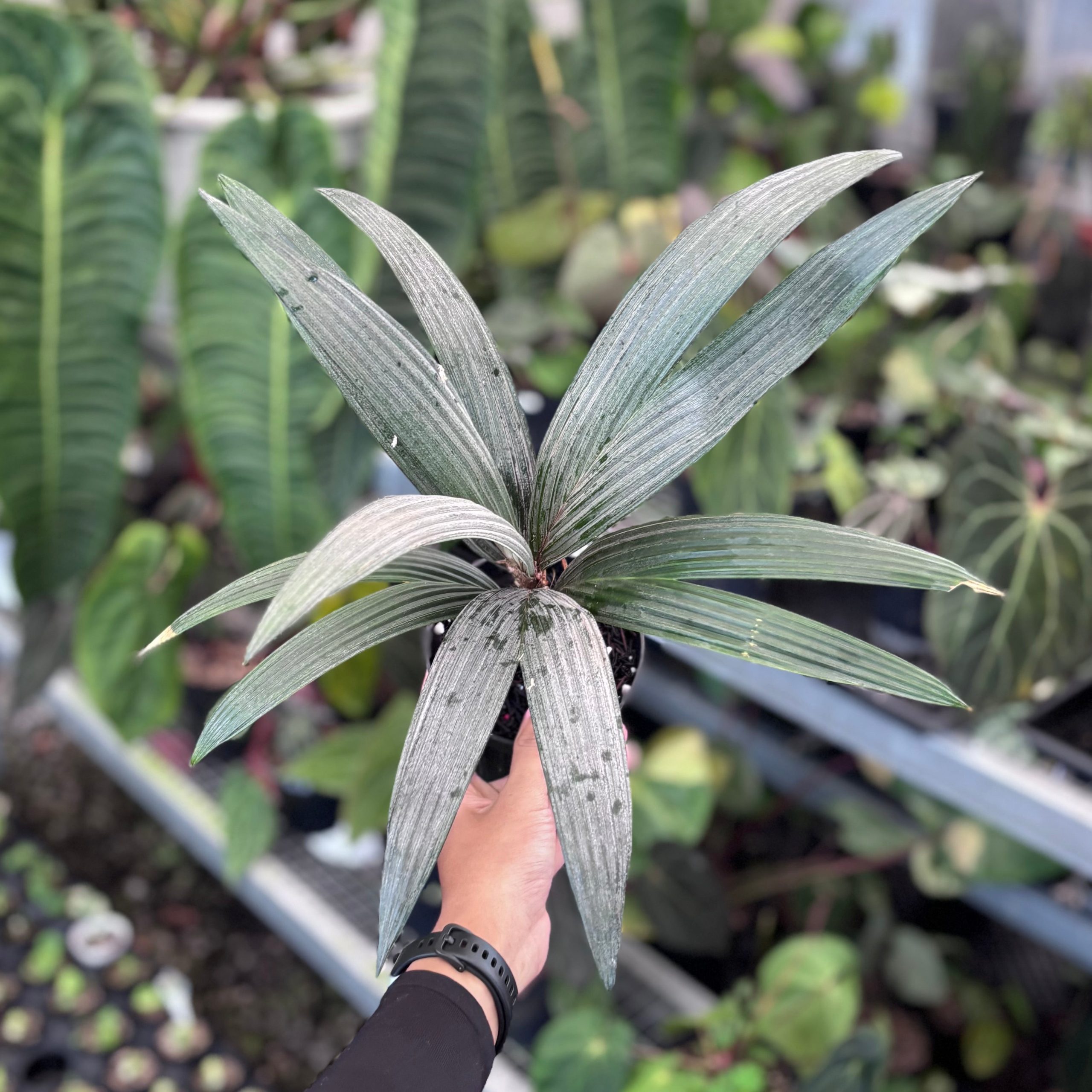 Palm sommeria leucophylla - Image 4