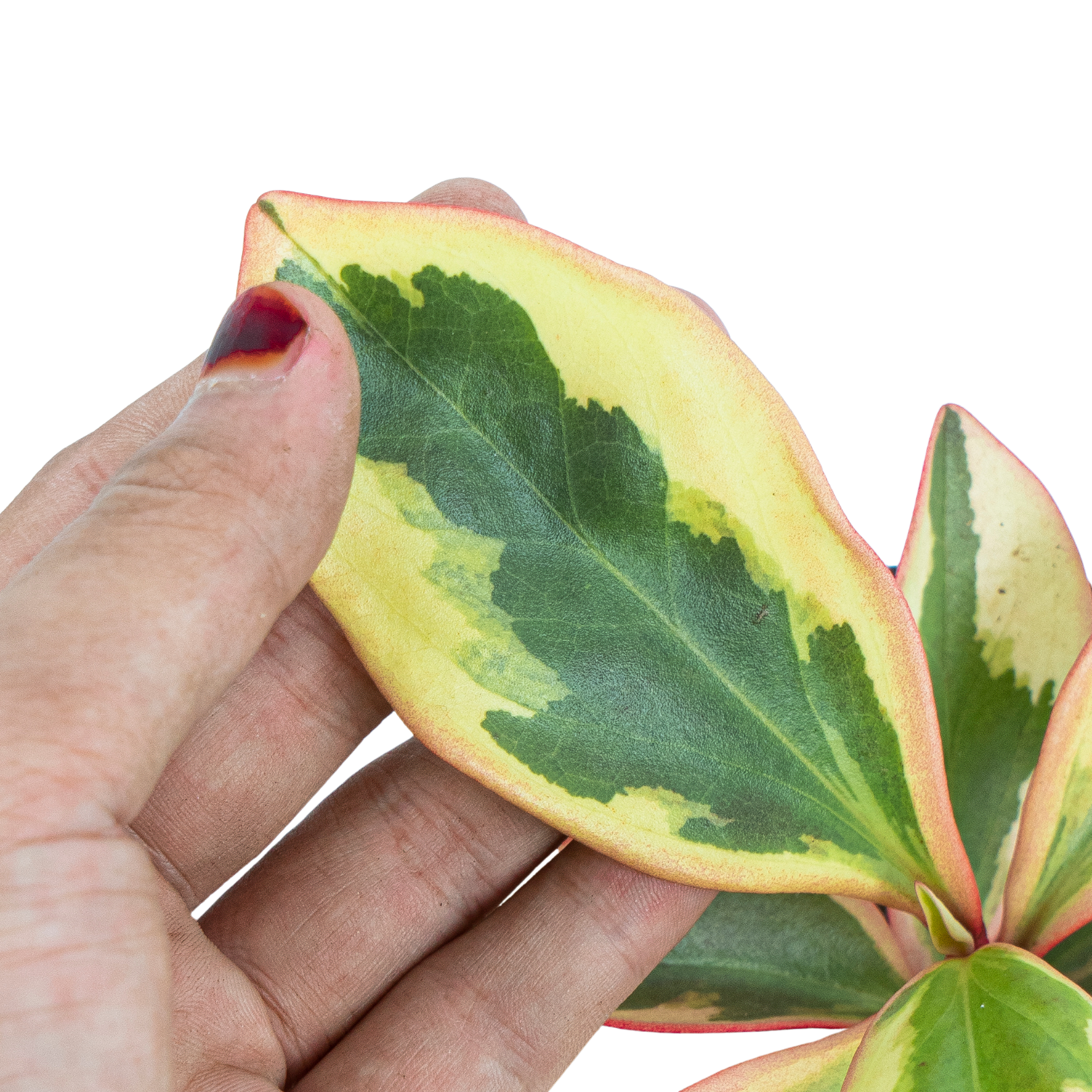 Peperomia Clusiifolia Variegated - Image 2
