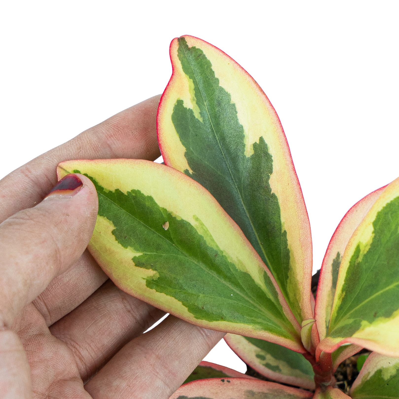 Peperomia Clusiifolia Variegated - Image 3