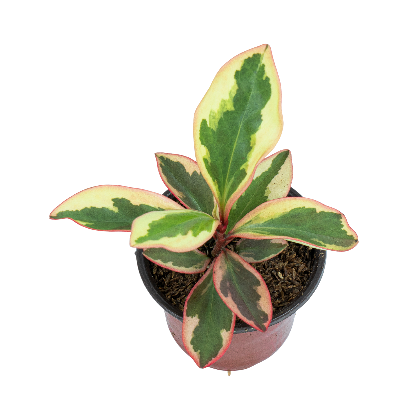 Peperomia Clusiifolia Variegated - Image 4