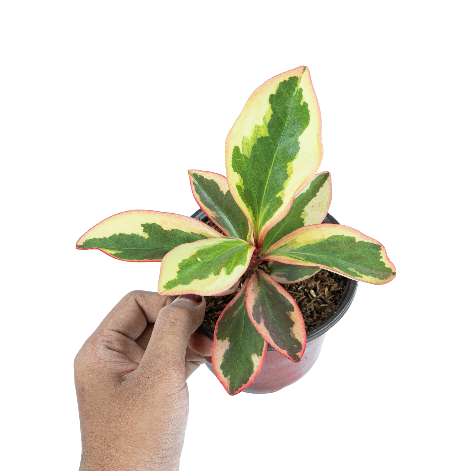 Peperomia Clusiifolia Variegated - Image 5