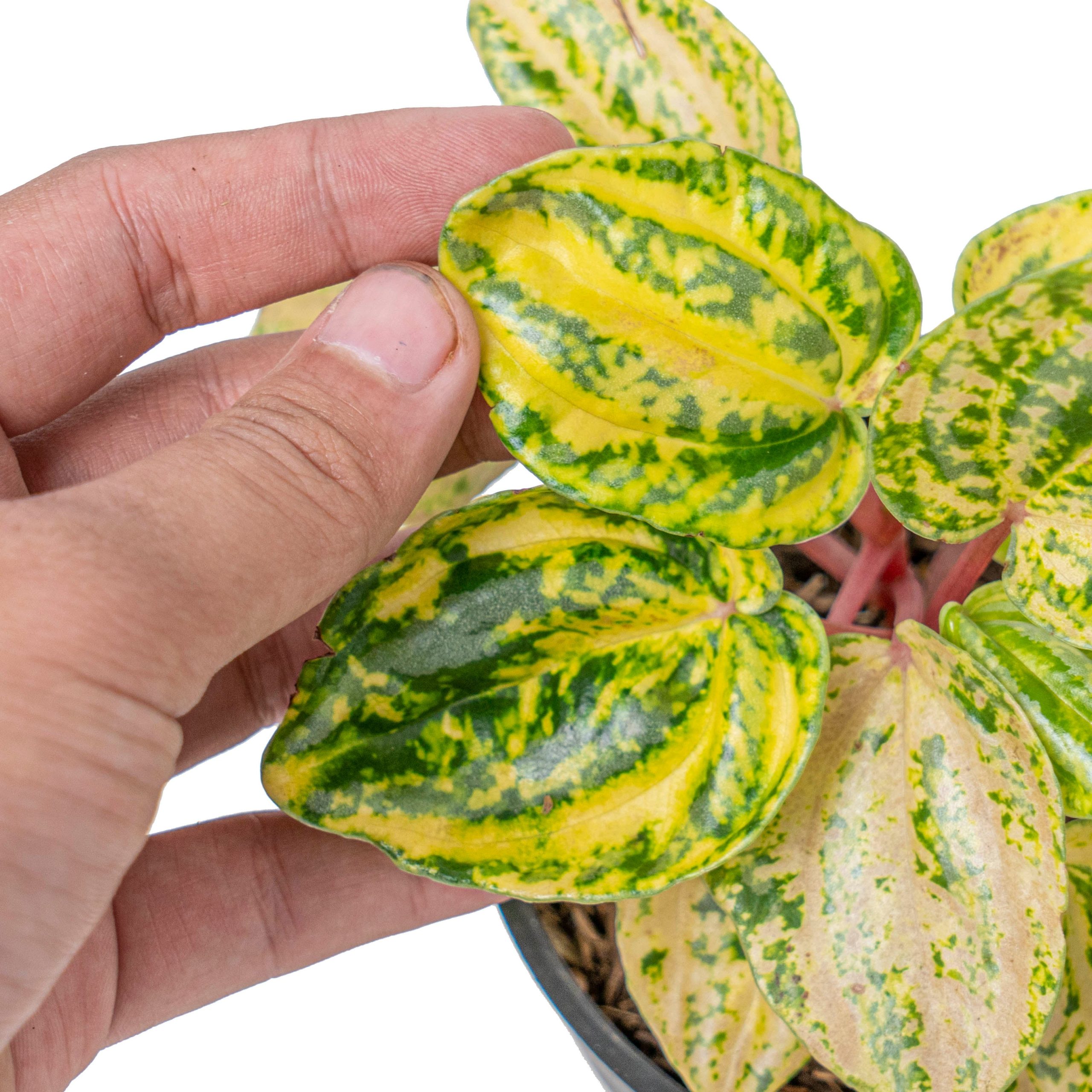 Peperomia starfruit aurea variagated - Image 2
