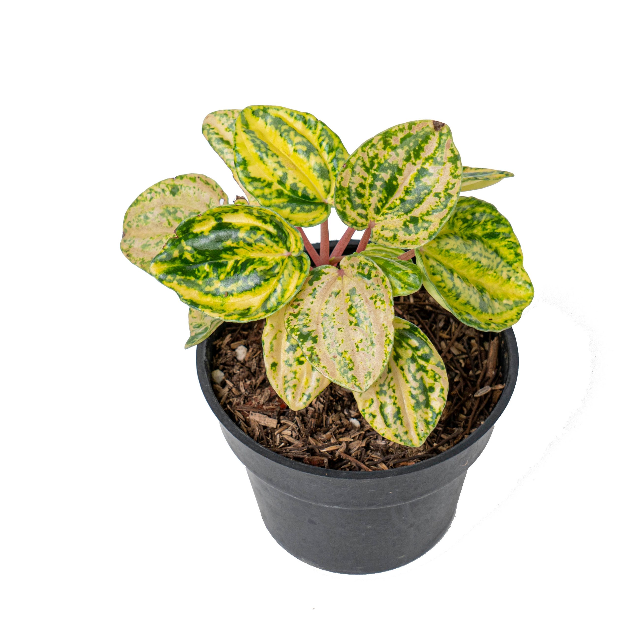 Peperomia starfruit aurea variagated - Image 3