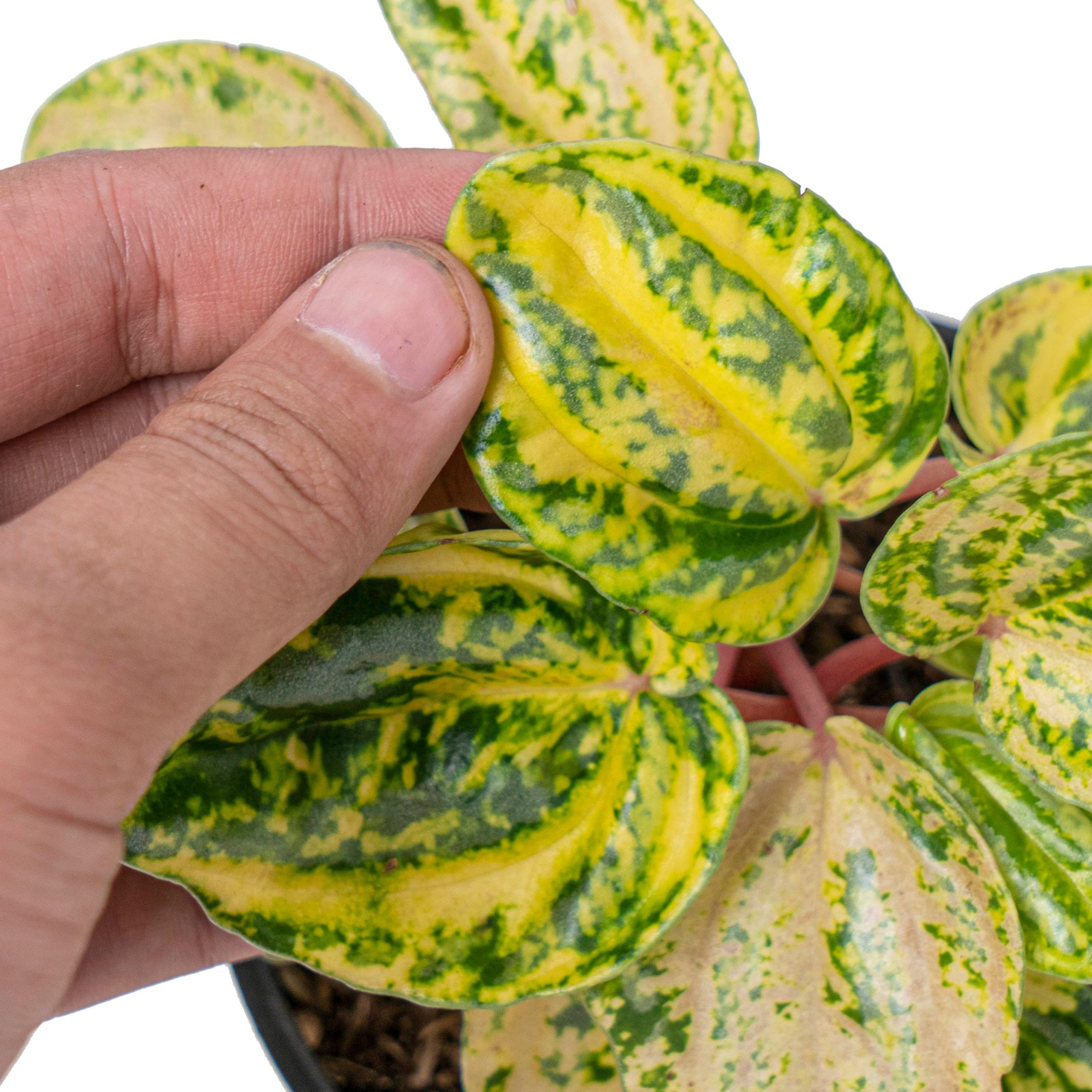Peperomia starfruit aurea variagated - Image 4