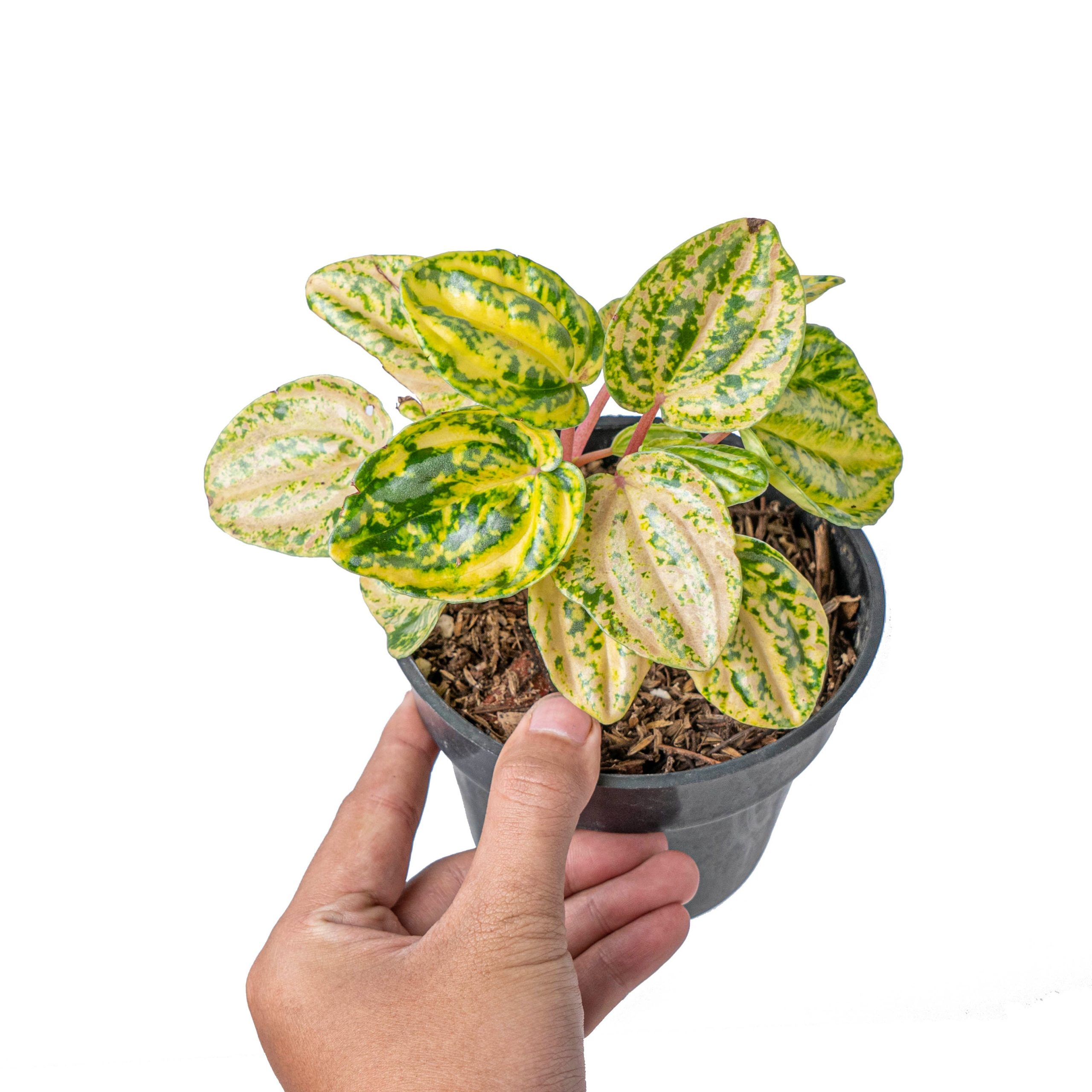 Peperomia starfruit aurea variagated - Image 5