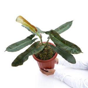 Philodendron Atabapoense - Mature size