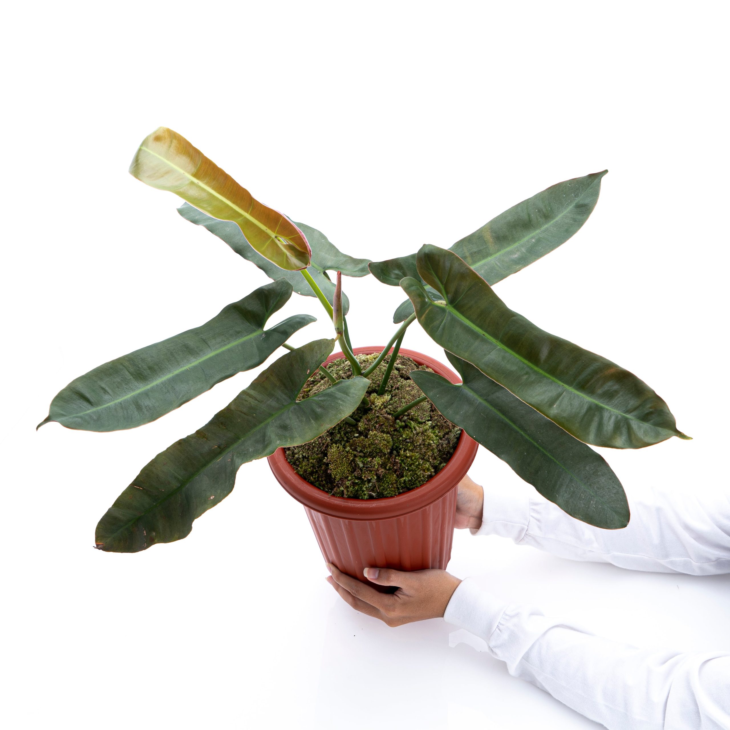 Philodendron Atabapoense - Mature size
