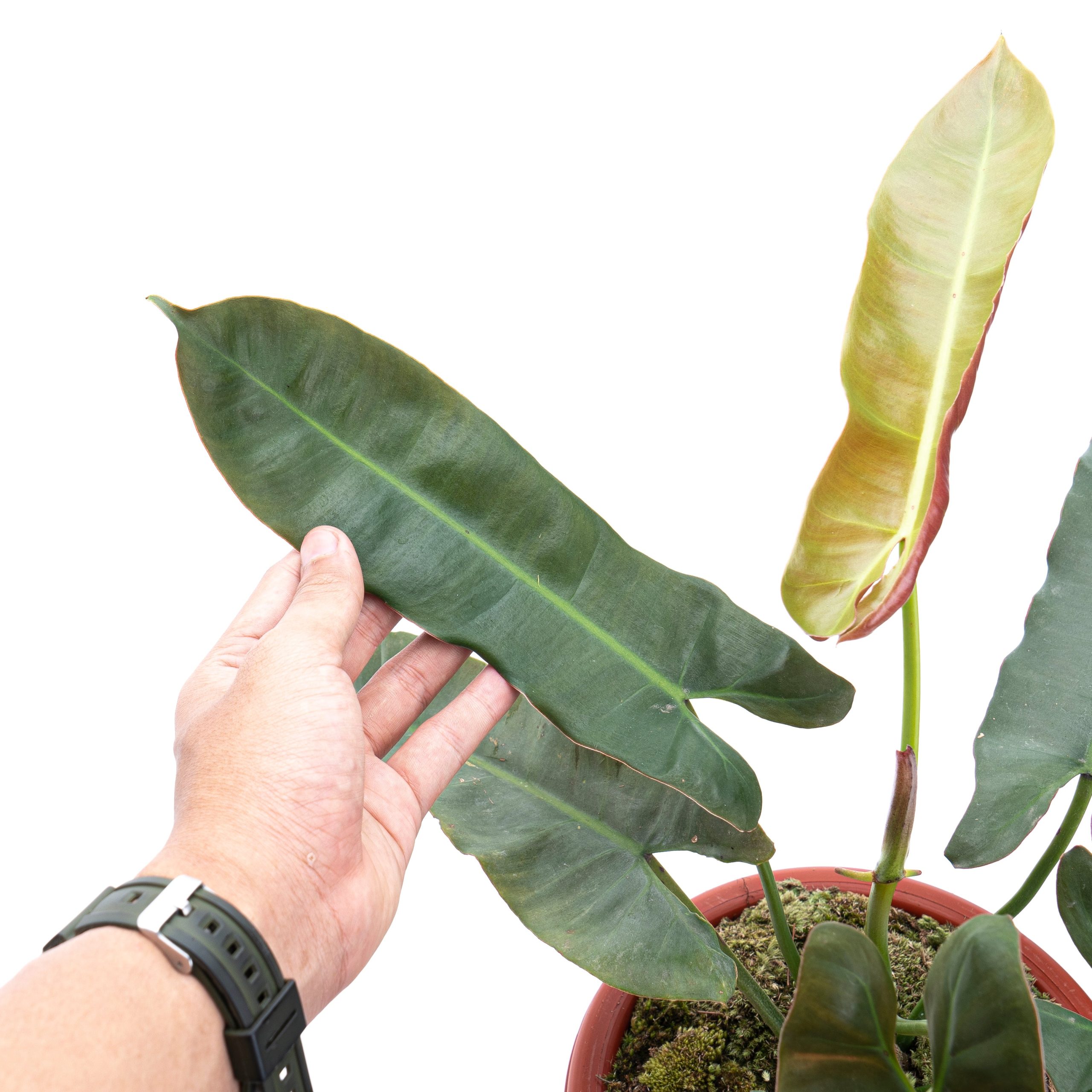 Philodendron Atabapoense - Mature size - Image 2