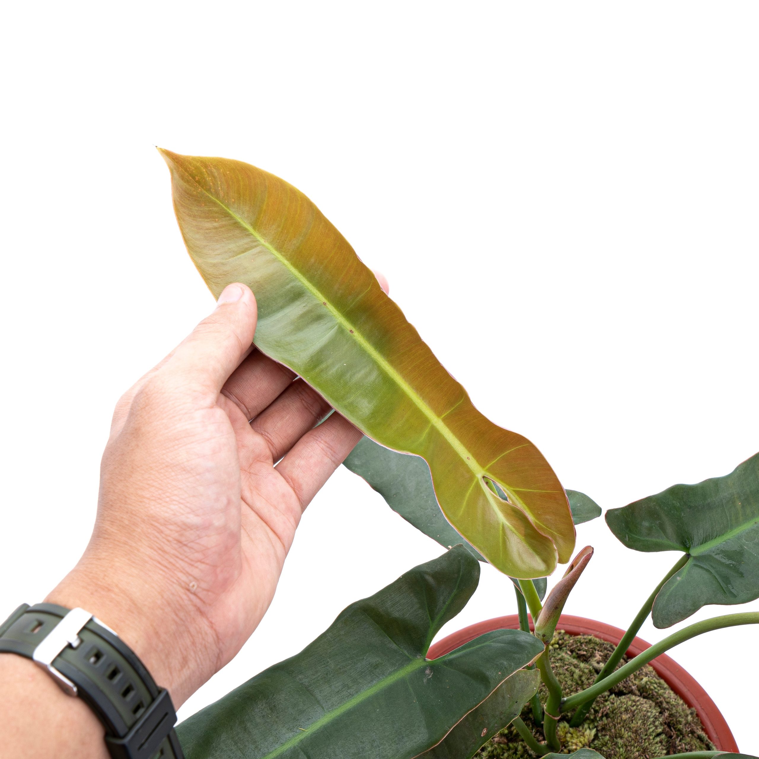 Philodendron Atabapoense - Mature size - Image 3