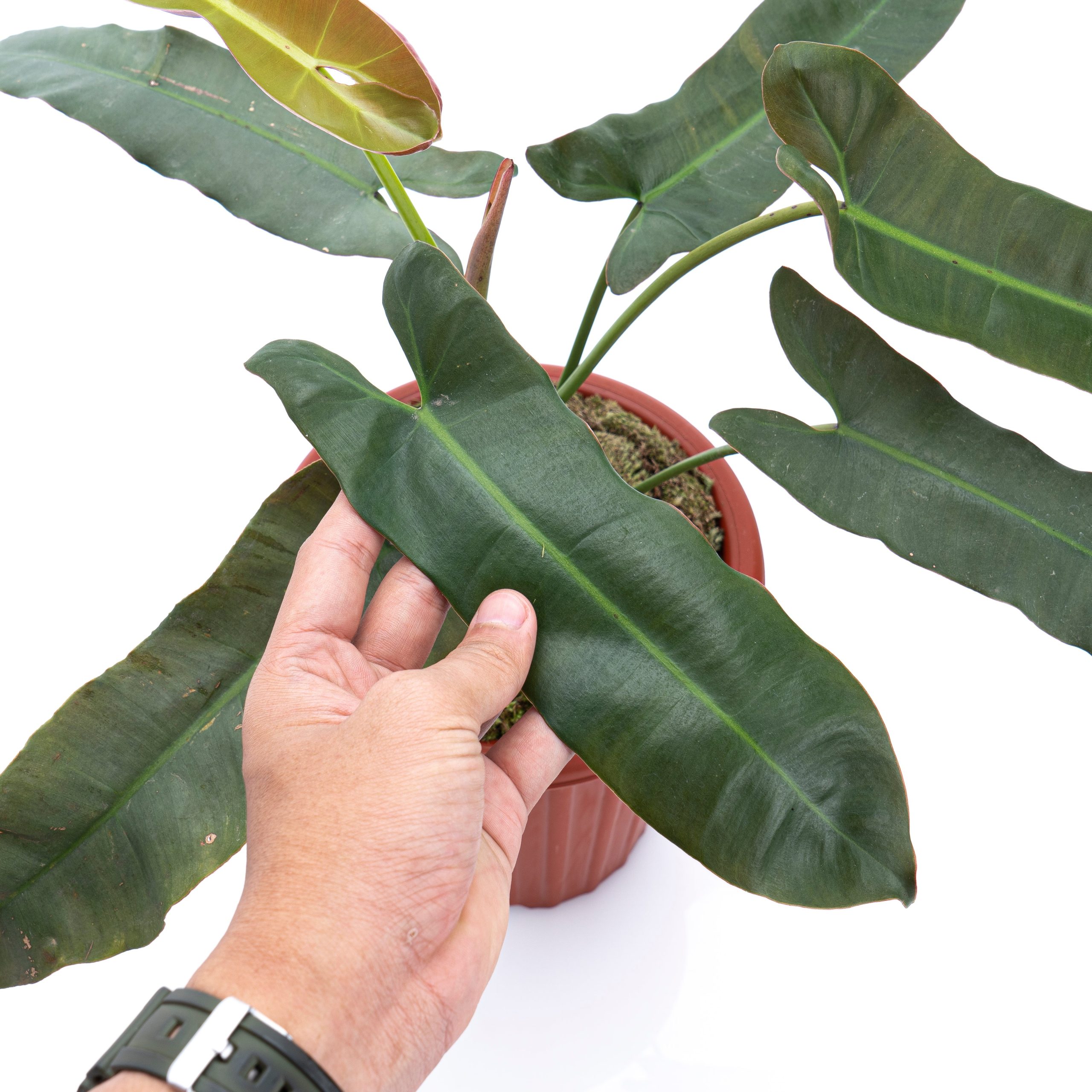 Philodendron Atabapoense - Mature size - Image 4