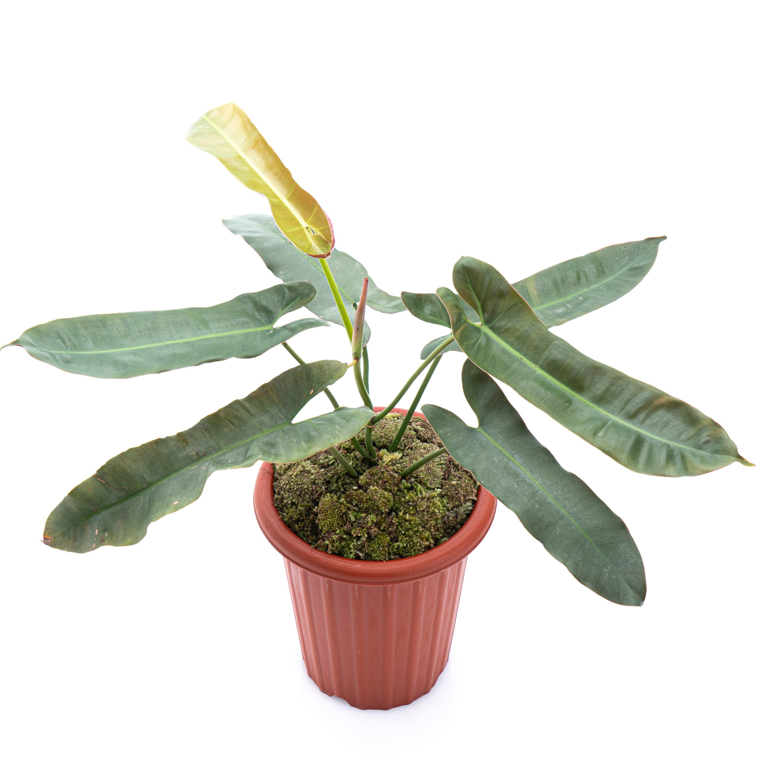 Philodendron Atabapoense - Mature size - Image 5