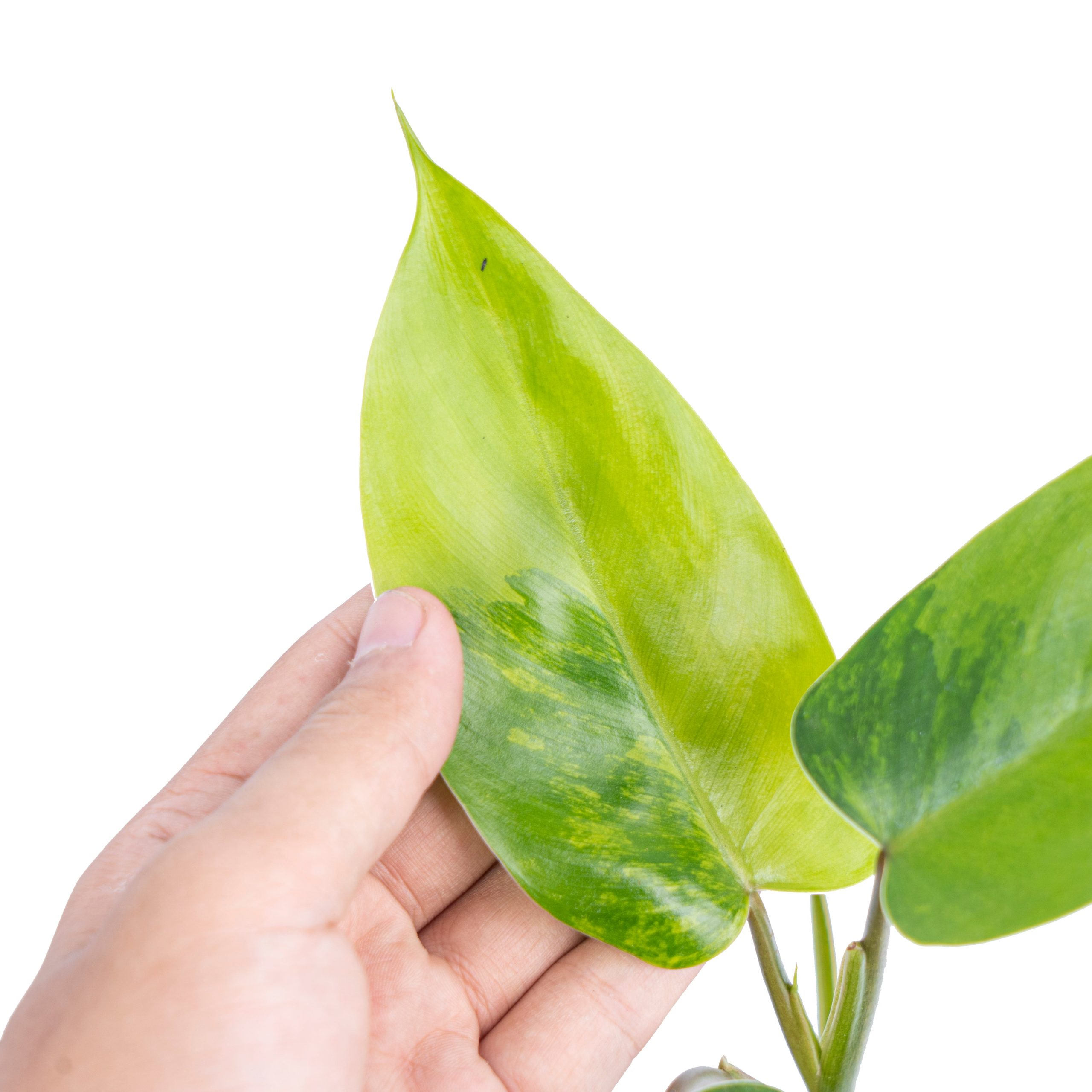 Philodendron avocado shake - Image 2