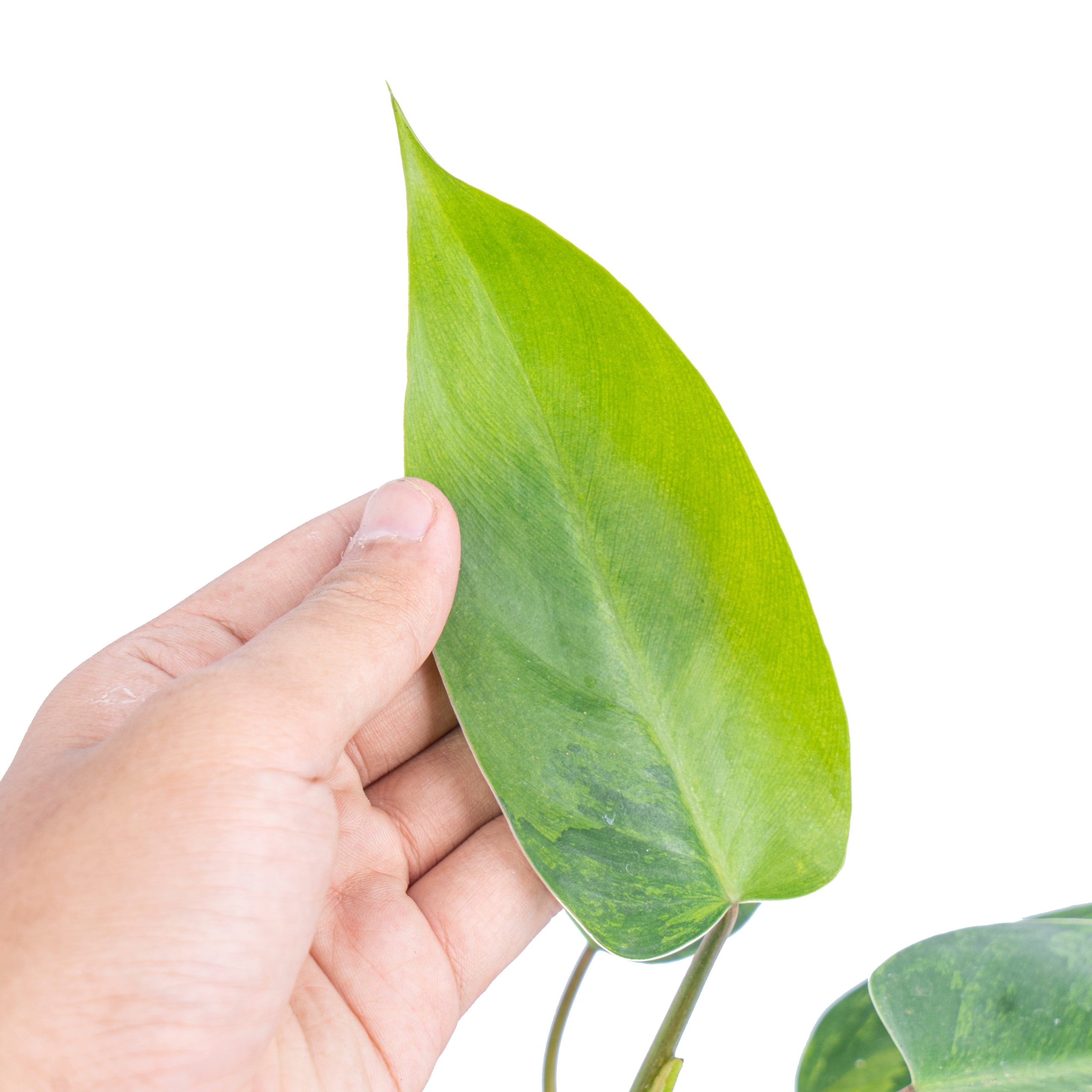 Philodendron avocado shake - Image 3
