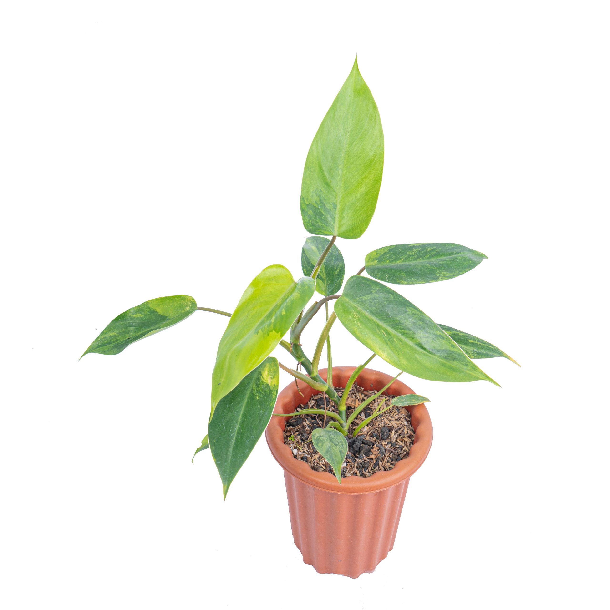 Philodendron avocado shake - Image 4