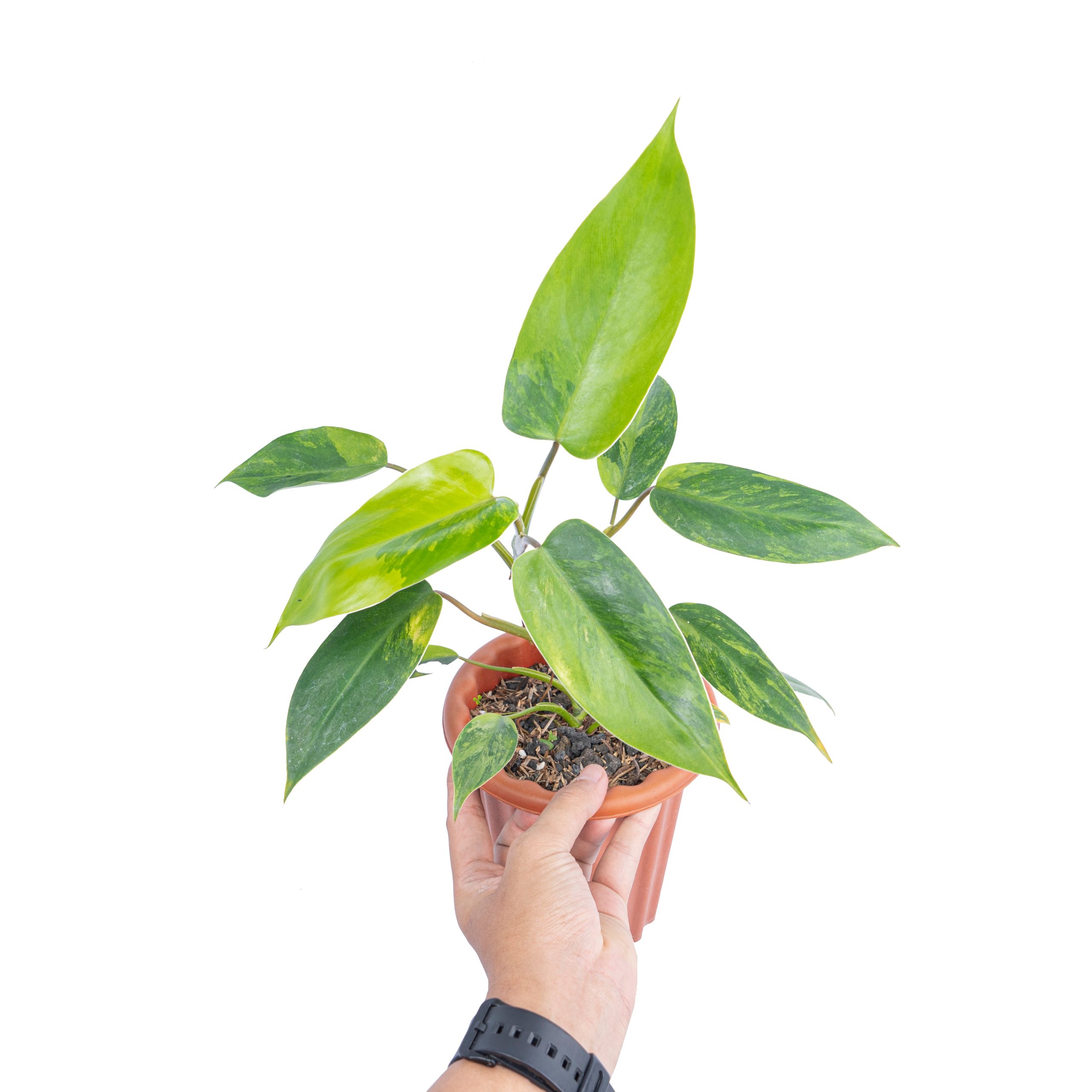 Philodendron avocado shake - Image 5
