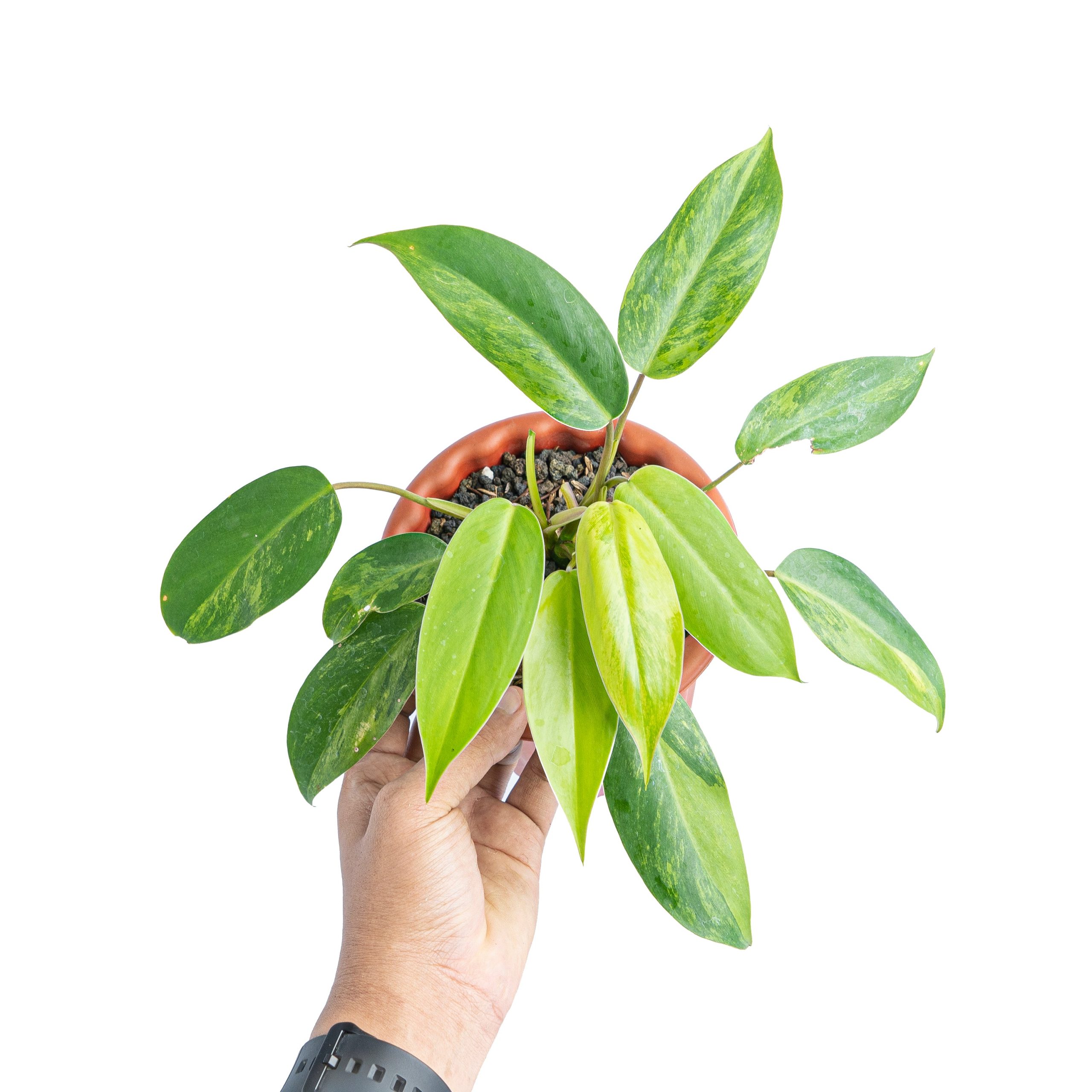 Philodendron avocado shake - Image 6