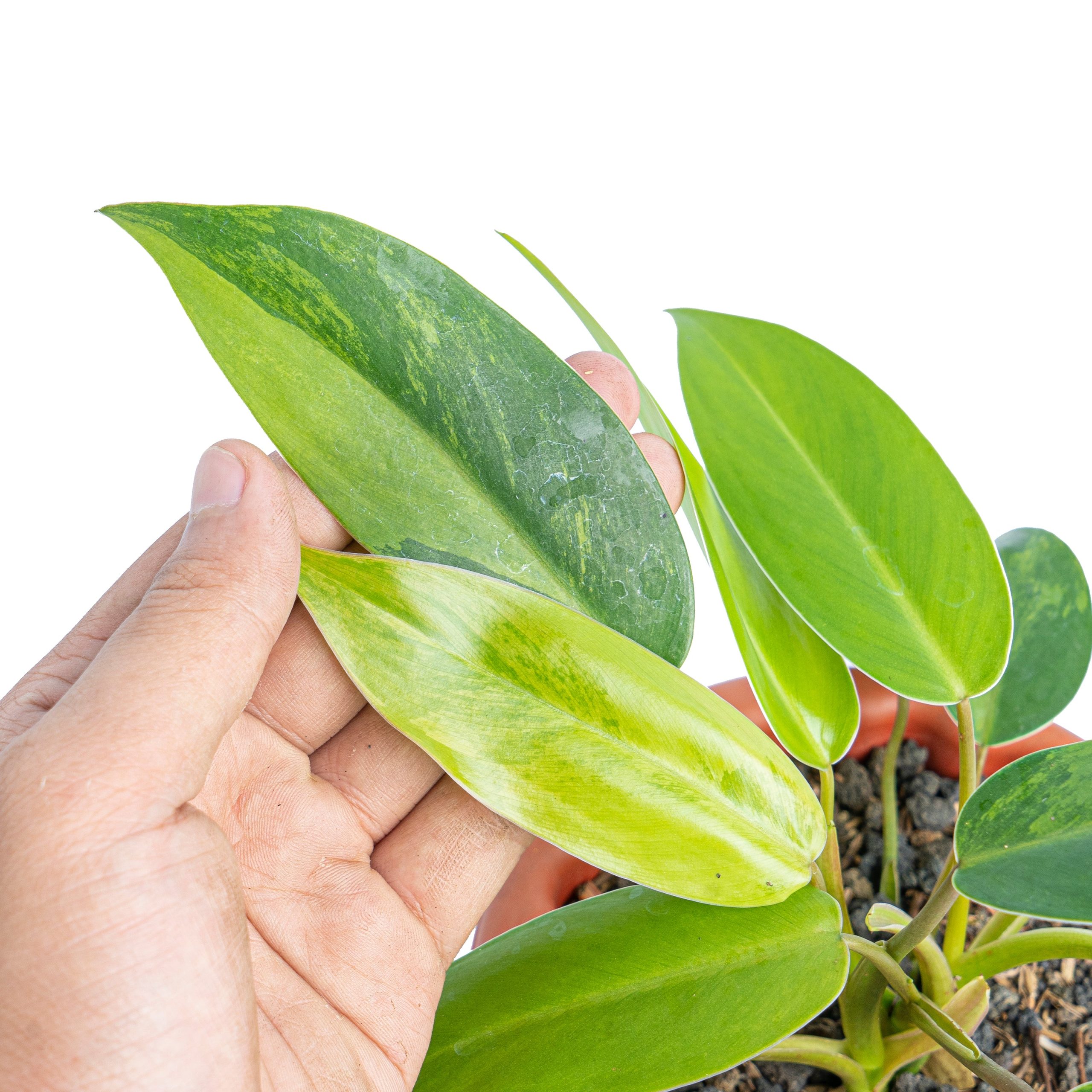 Philodendron avocado shake - Image 7