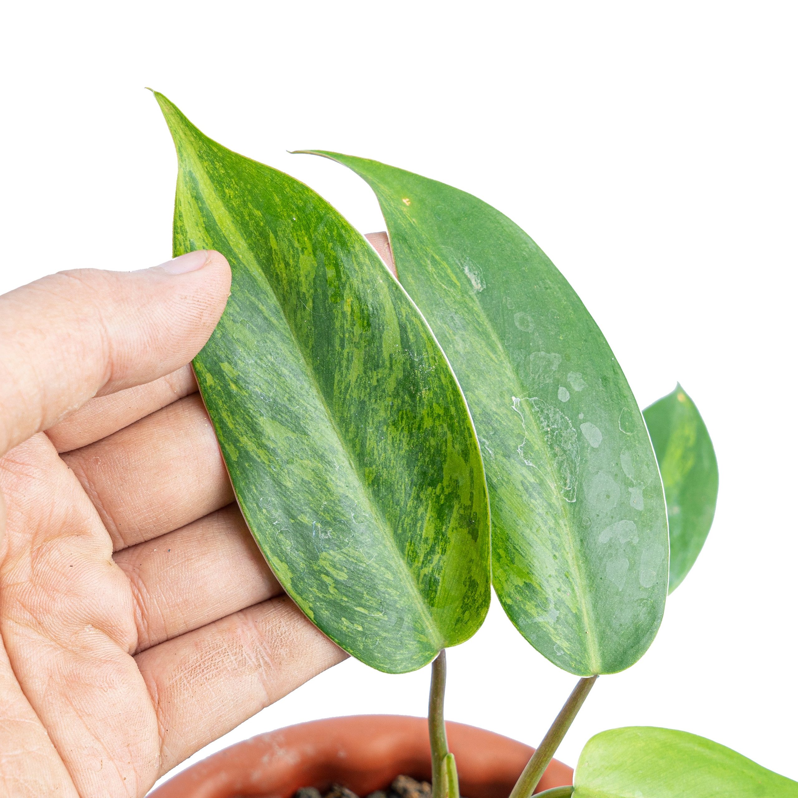 Philodendron avocado shake - Image 8