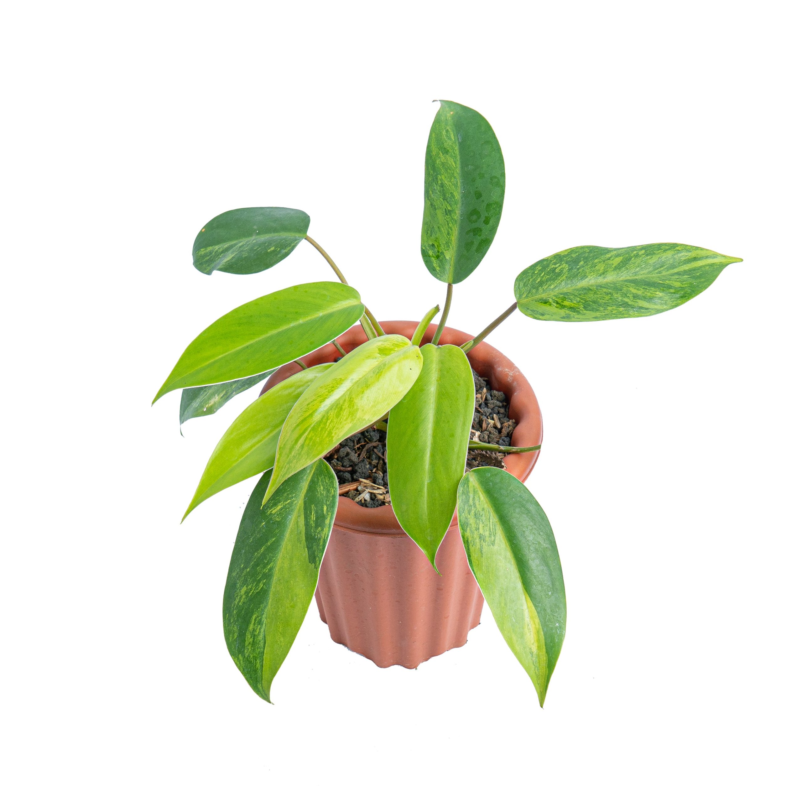 Philodendron avocado shake - Image 9