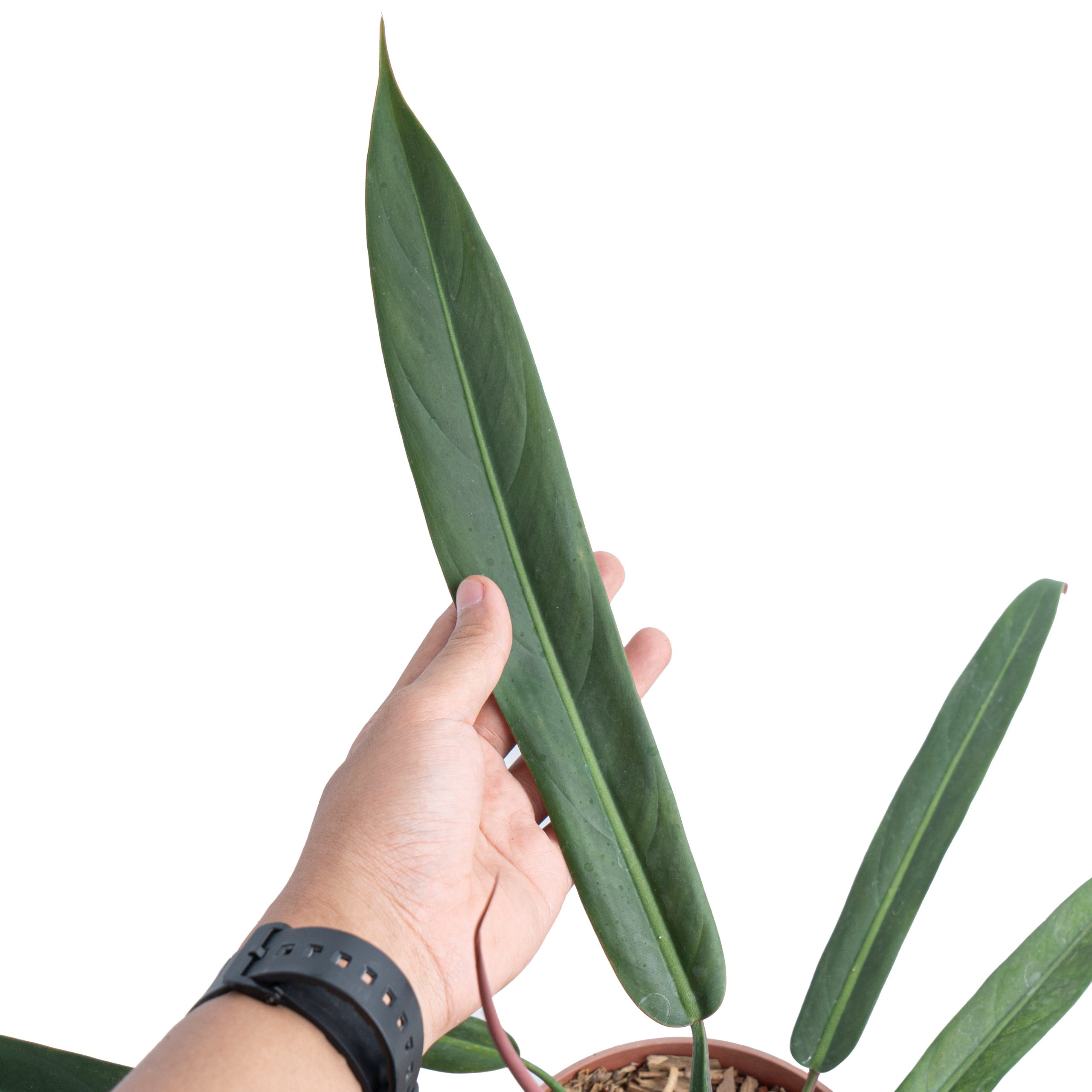 Philodendron Bicolor - Image 3