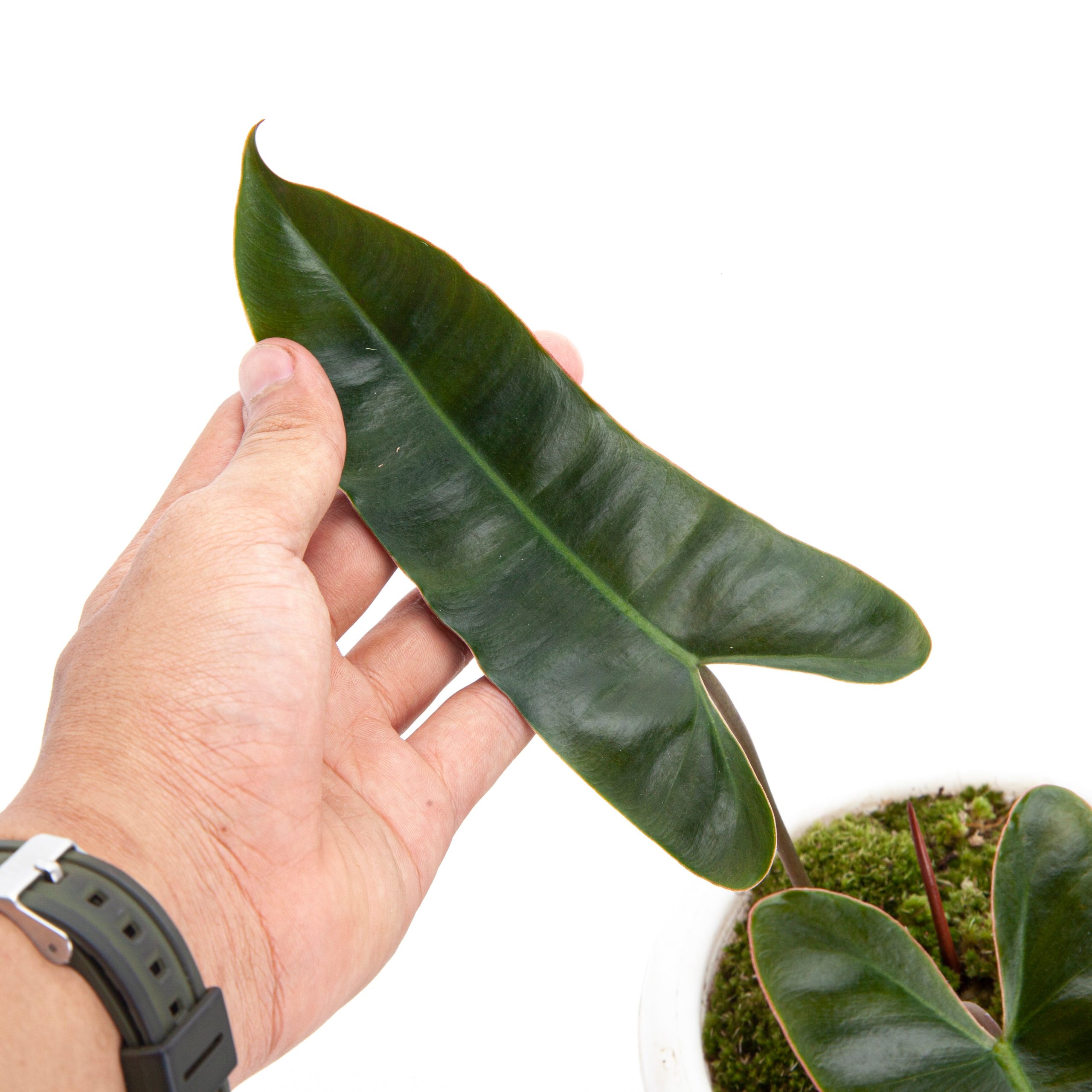 Philodendron Billietiae x Atabapoense - Image 3