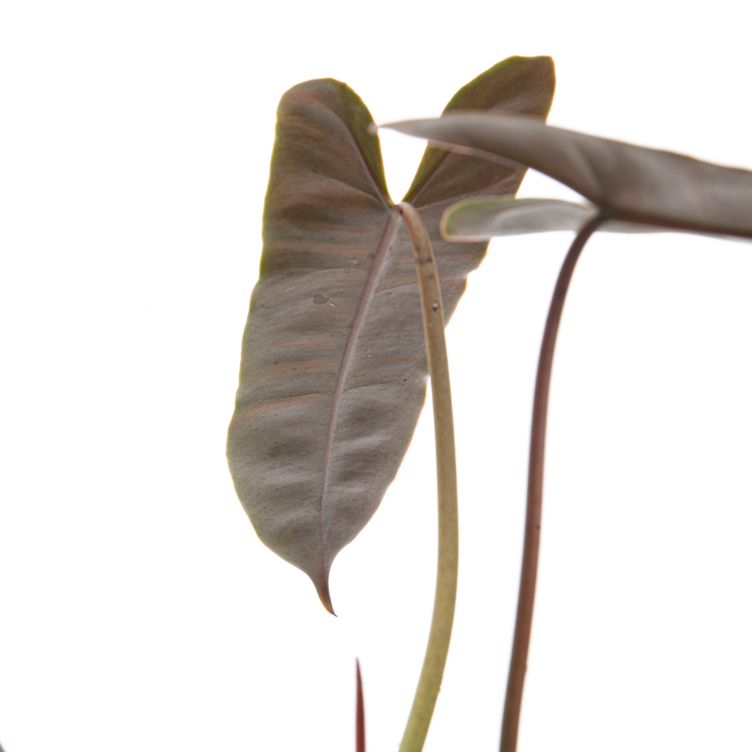 Philodendron Billietiae x Atabapoense - Image 4