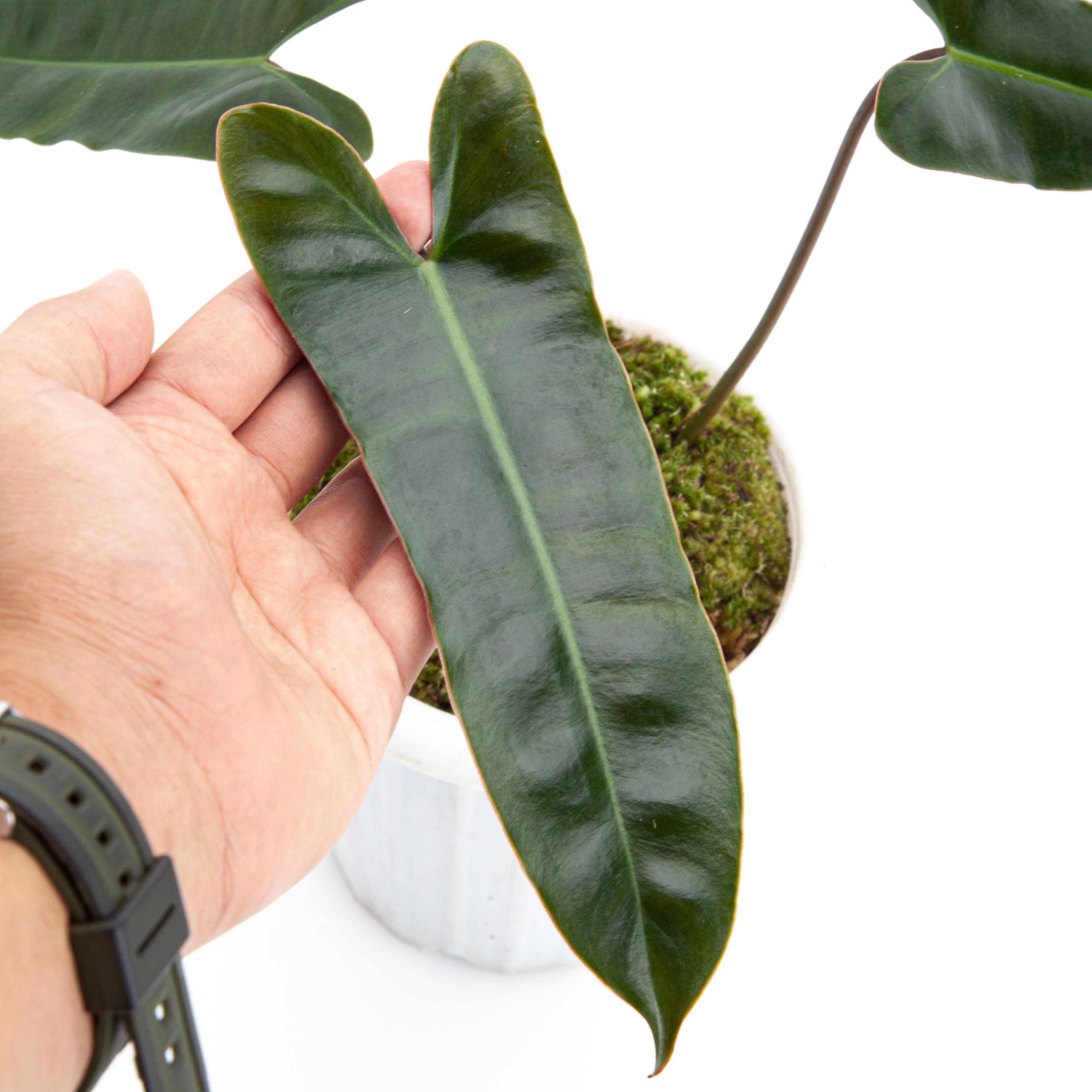 Philodendron Billietiae x Atabapoense - Image 5
