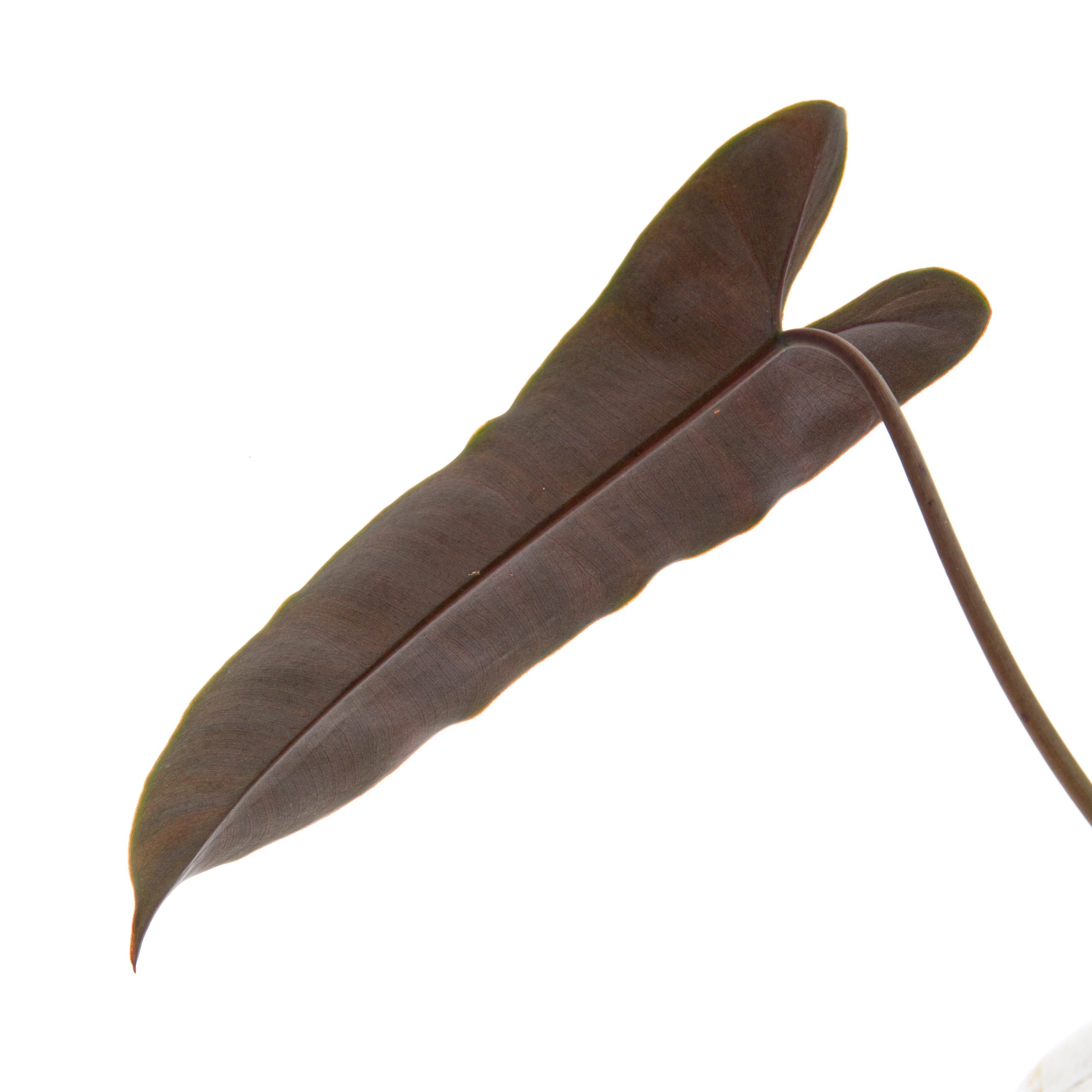Philodendron Billietiae x Atabapoense - Image 6