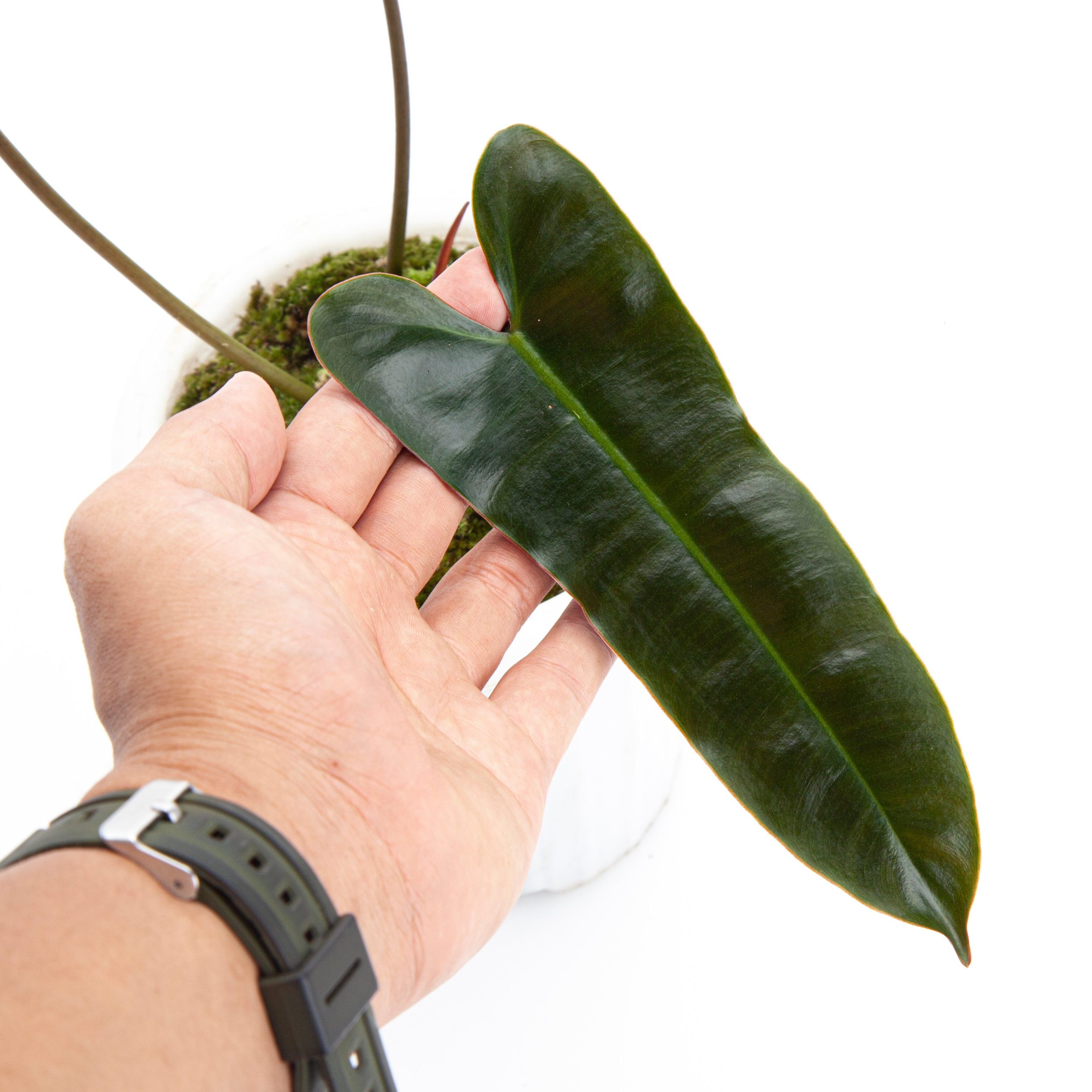 Philodendron Billietiae x Atabapoense - Image 7