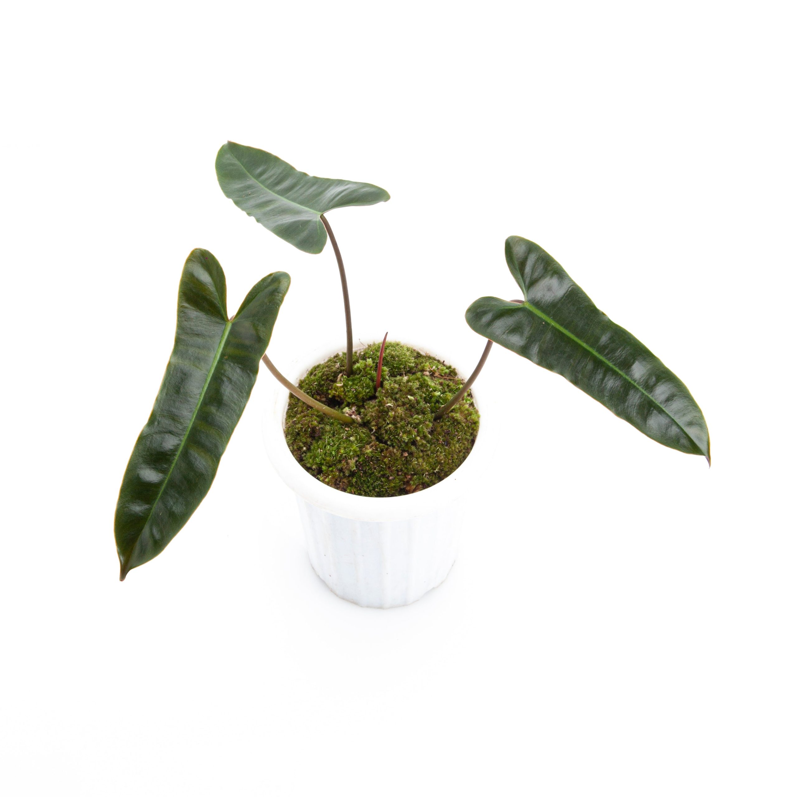 Philodendron Billietiae x Atabapoense - Image 8