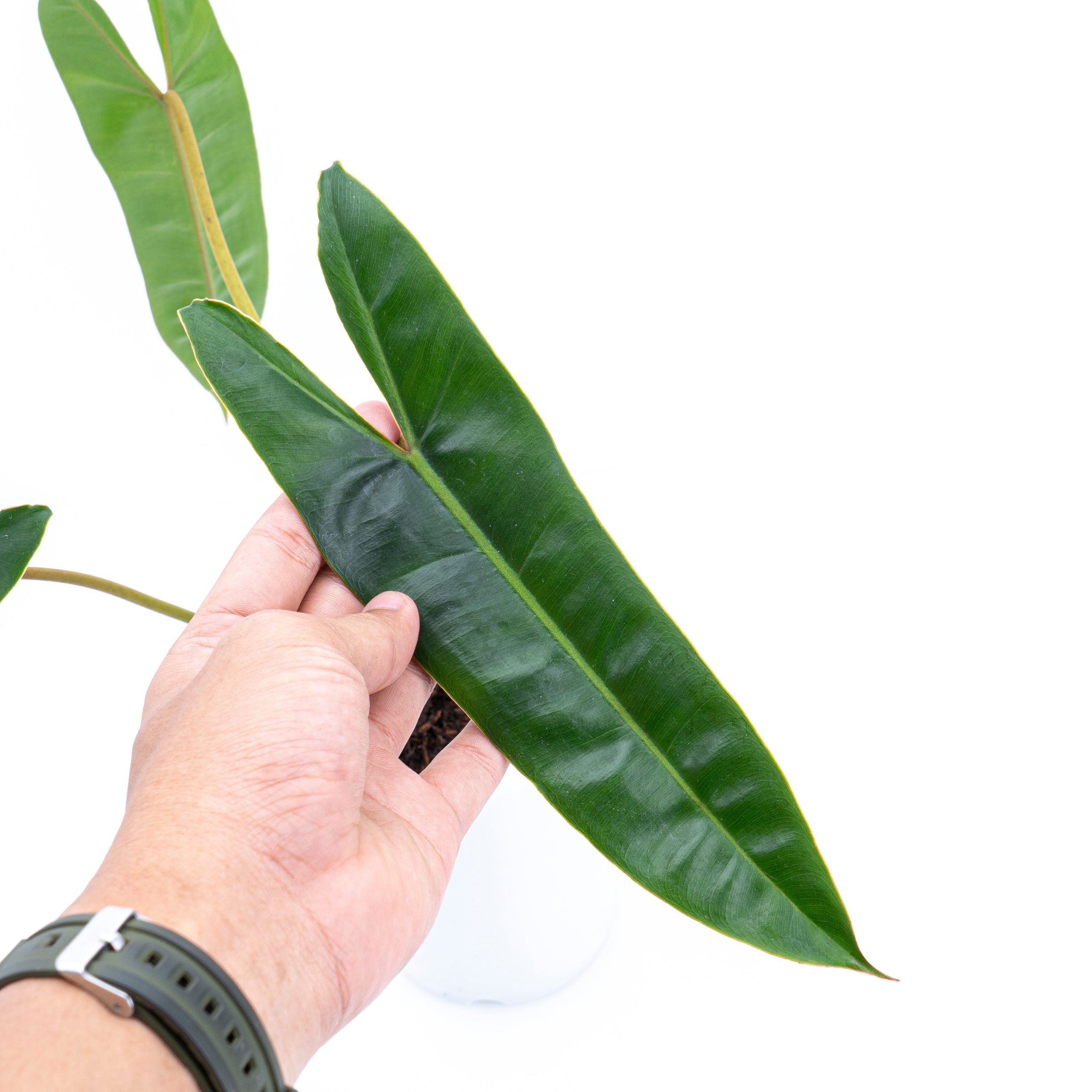 Philodendron Billietiae - Image 2