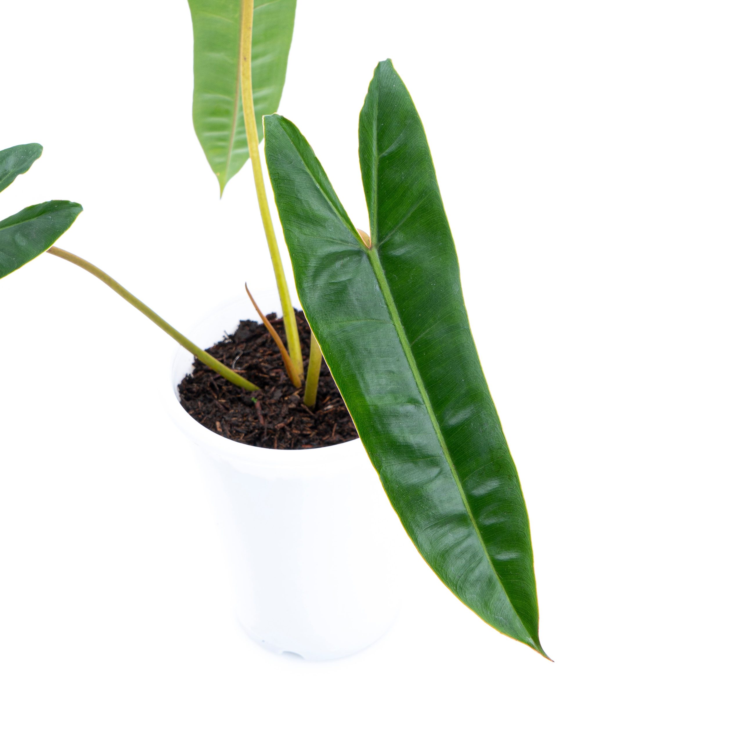 Philodendron Billietiae - Image 3