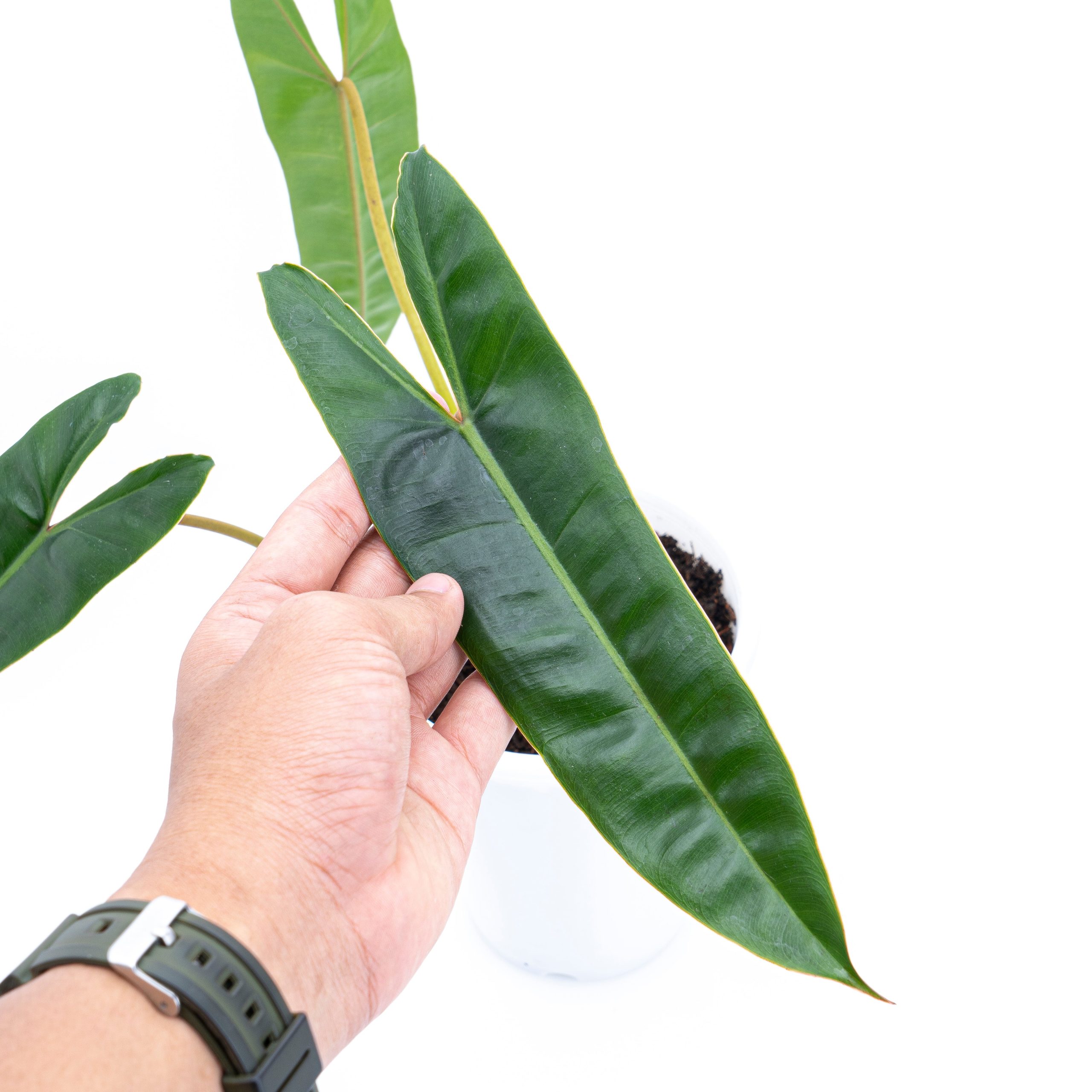 Philodendron Billietiae - Image 4