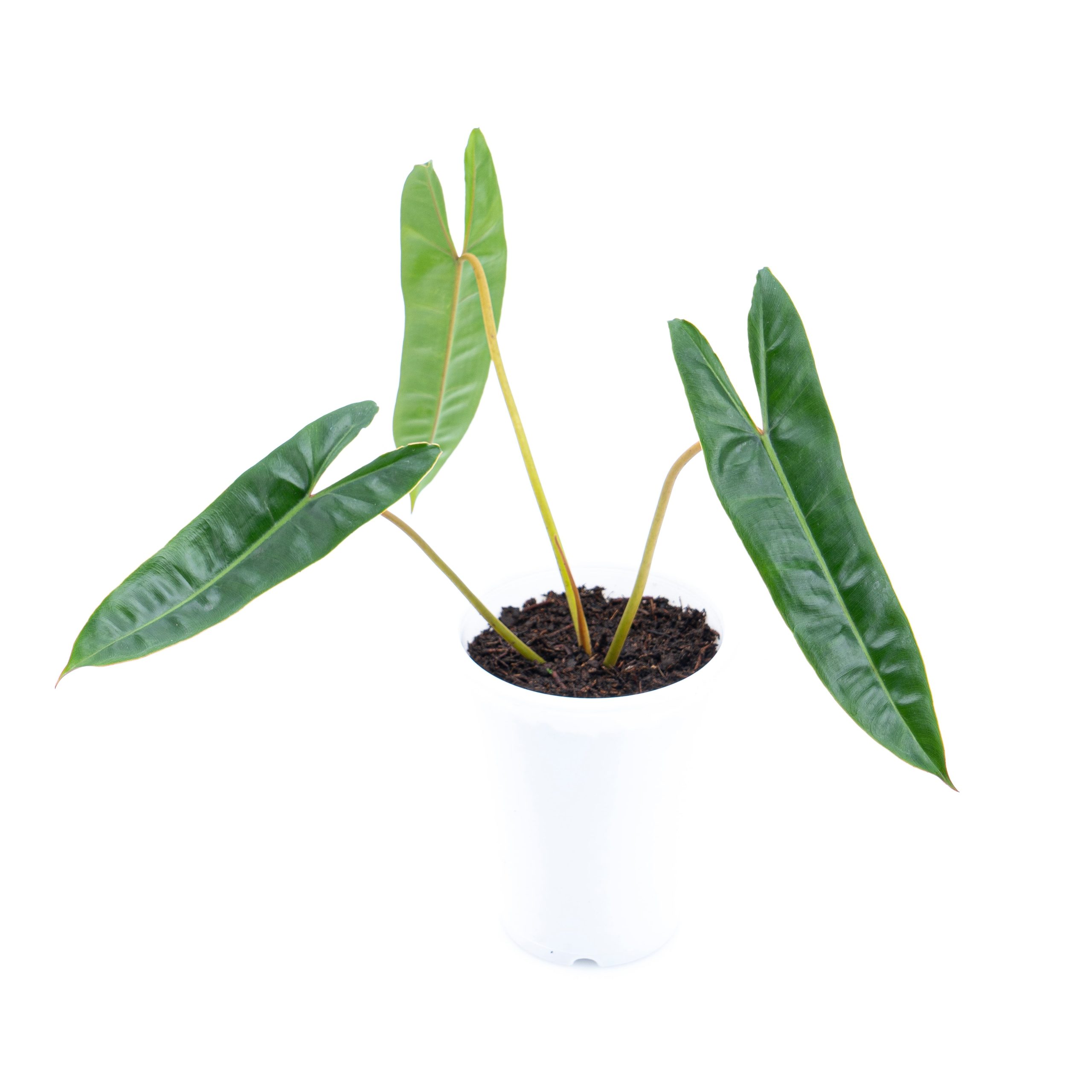 Philodendron Billietiae - Image 5
