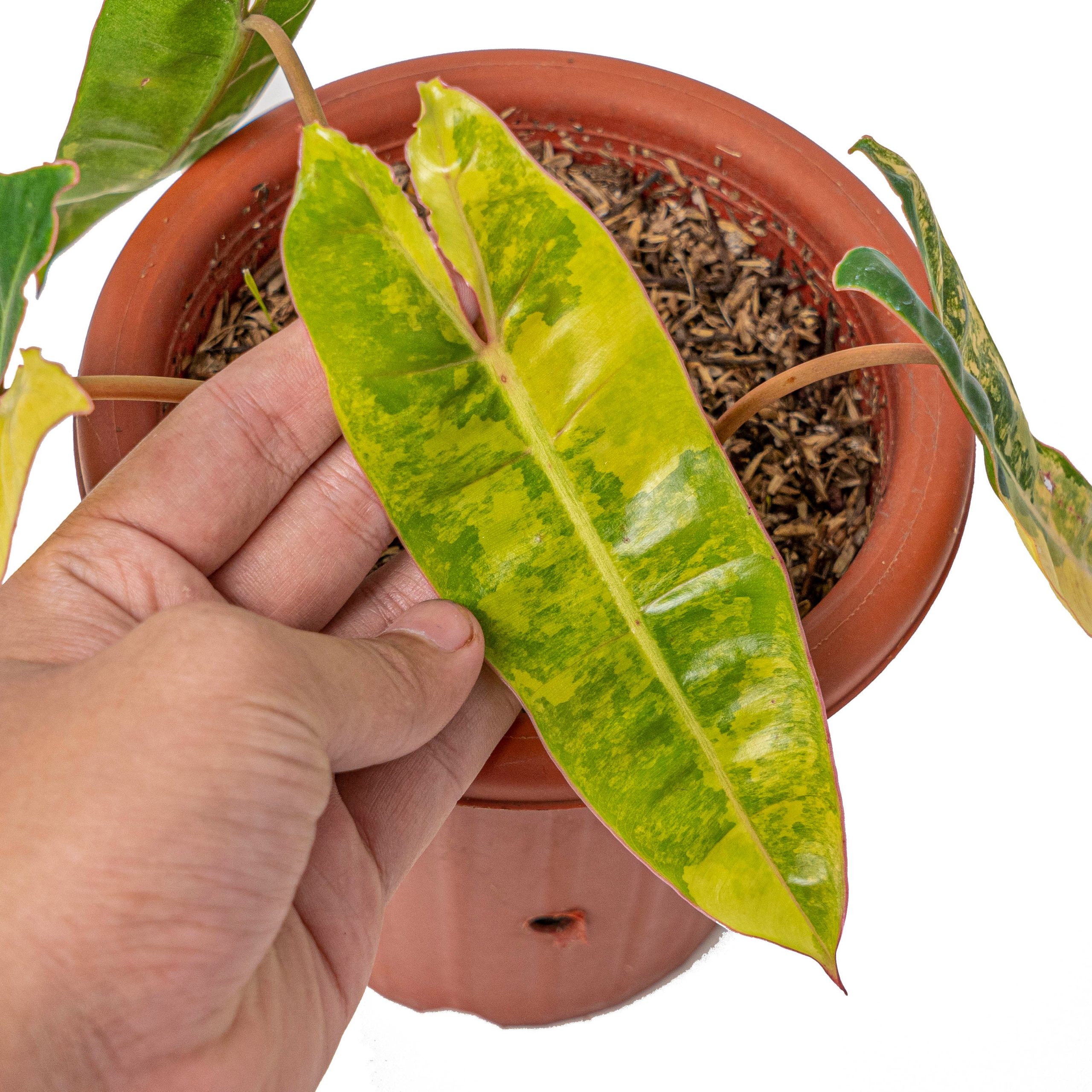 Philodendron Billietiae Variegated - Image 2