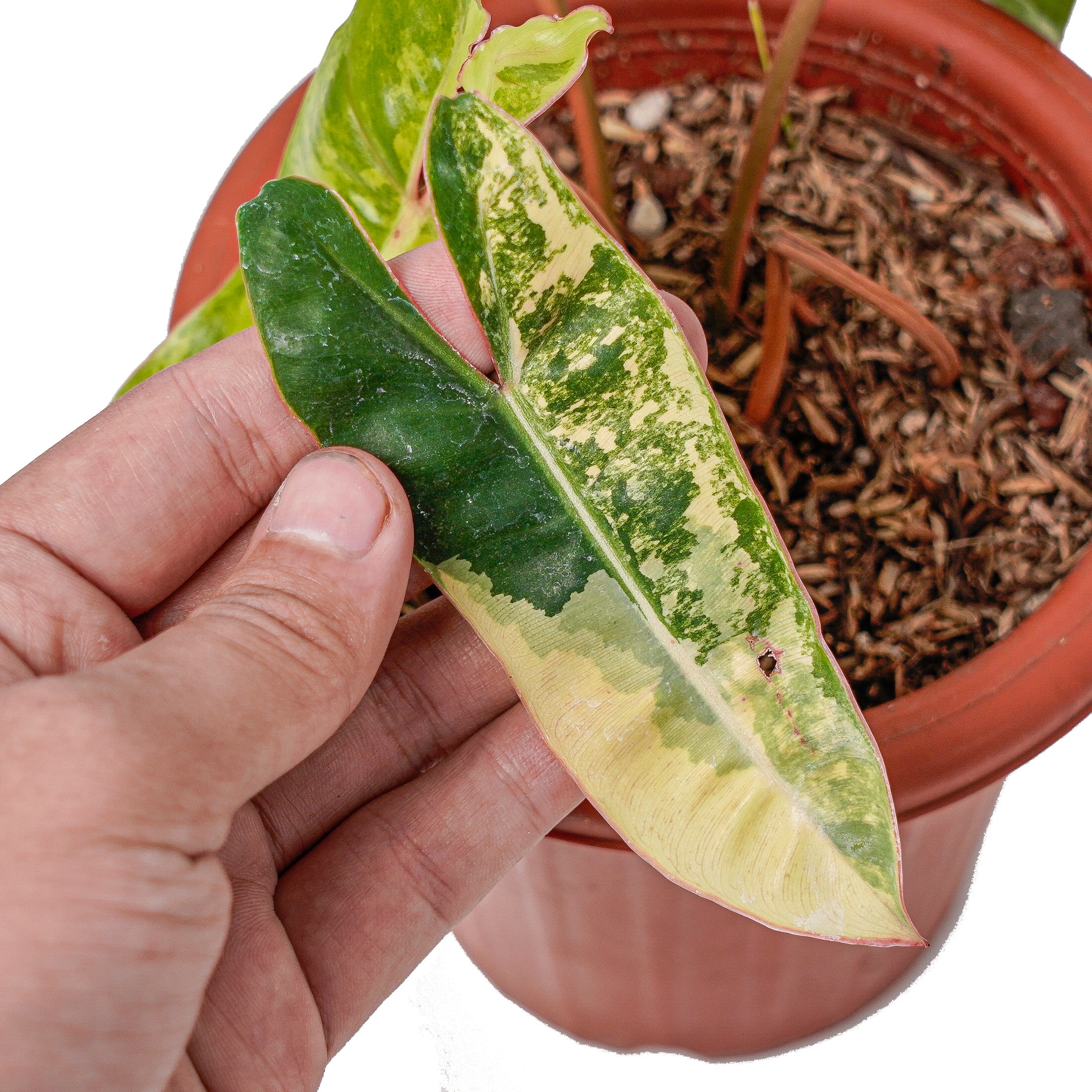 Philodendron Billietiae Variegated - Image 3