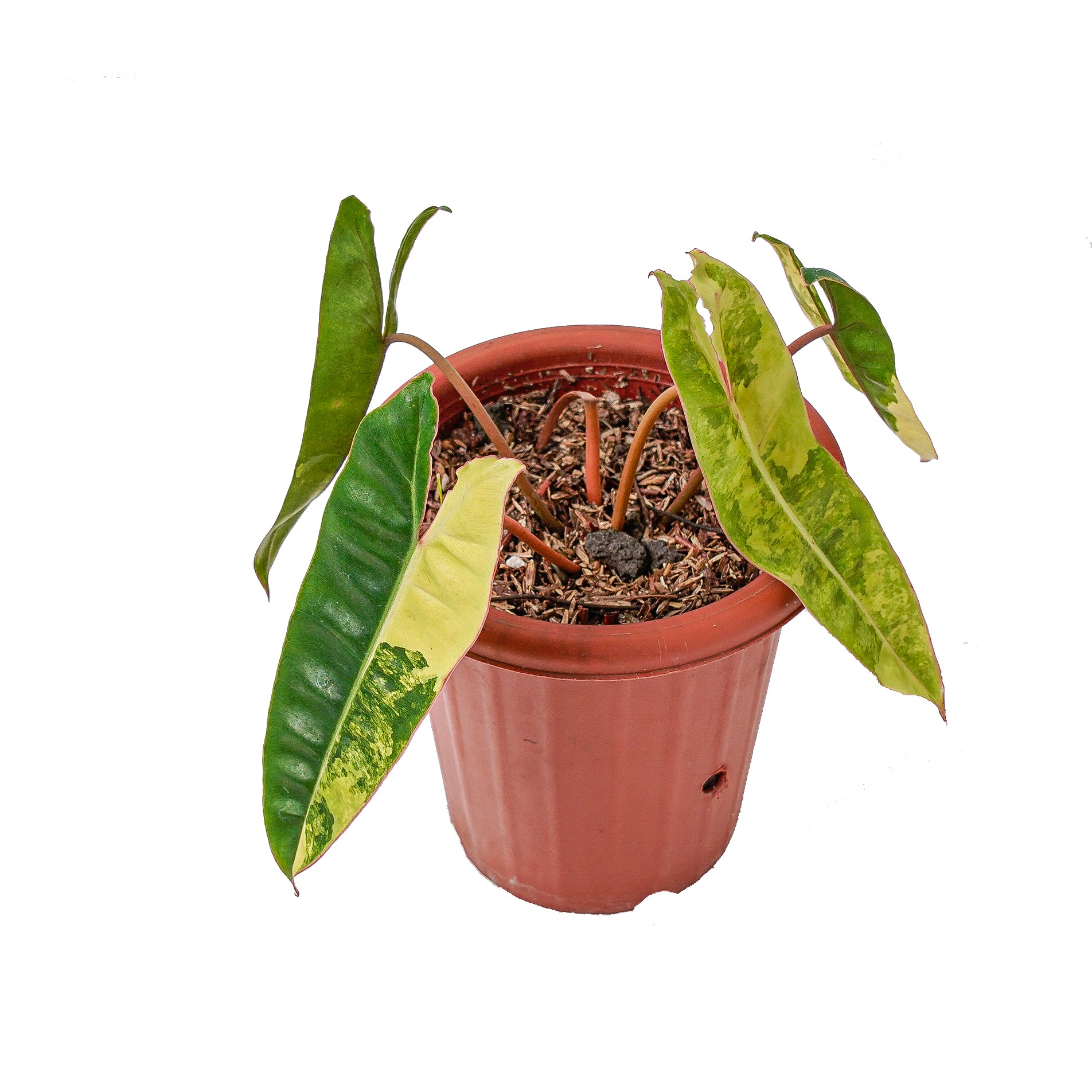 Philodendron Billietiae Variegated - Image 4