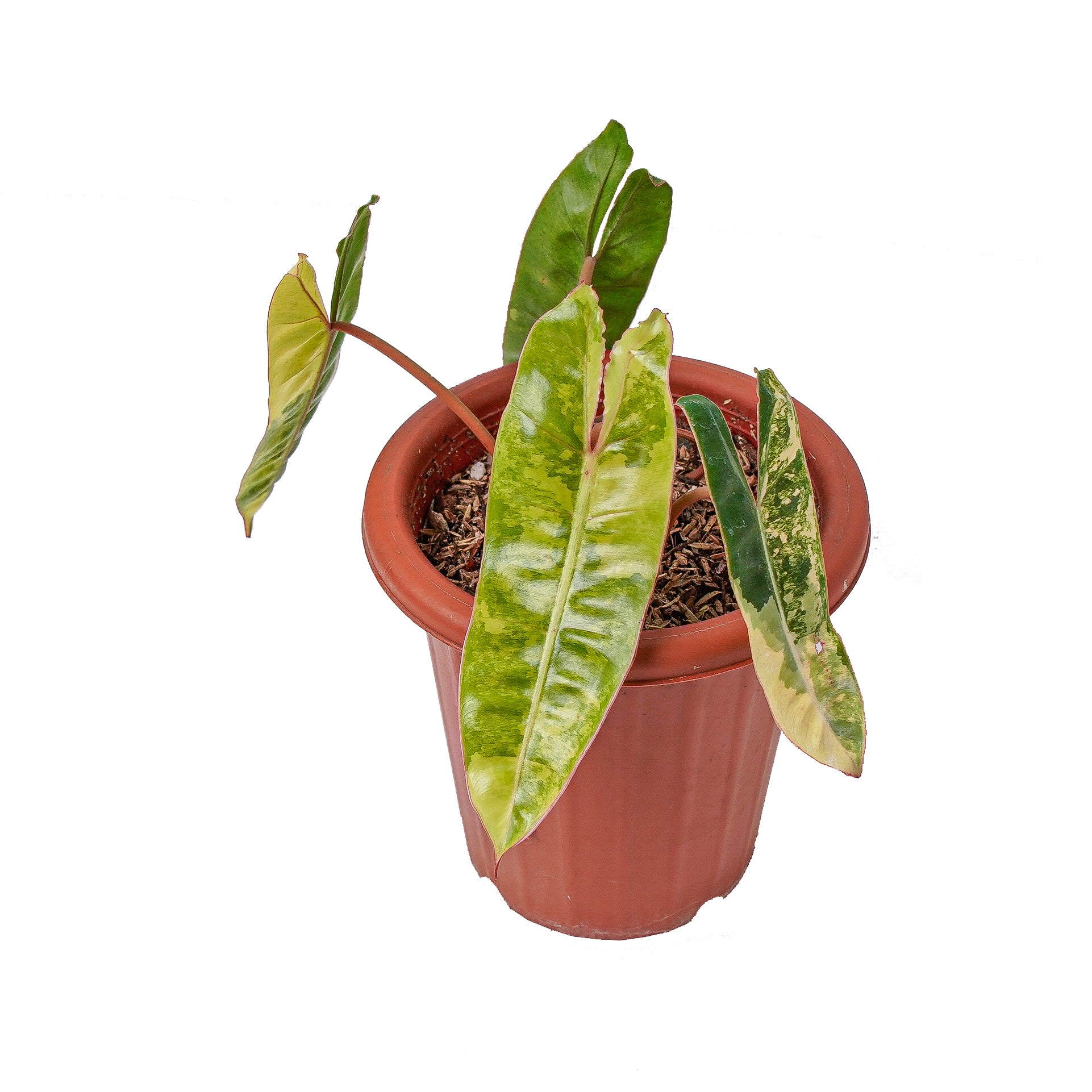 Philodendron Billietiae Variegated - Image 5