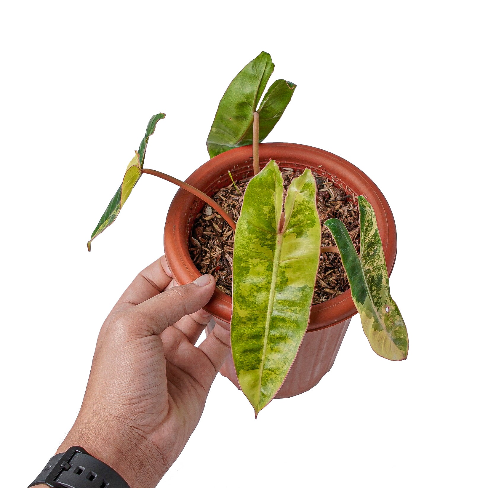 Philodendron Billietiae Variegated - Image 6