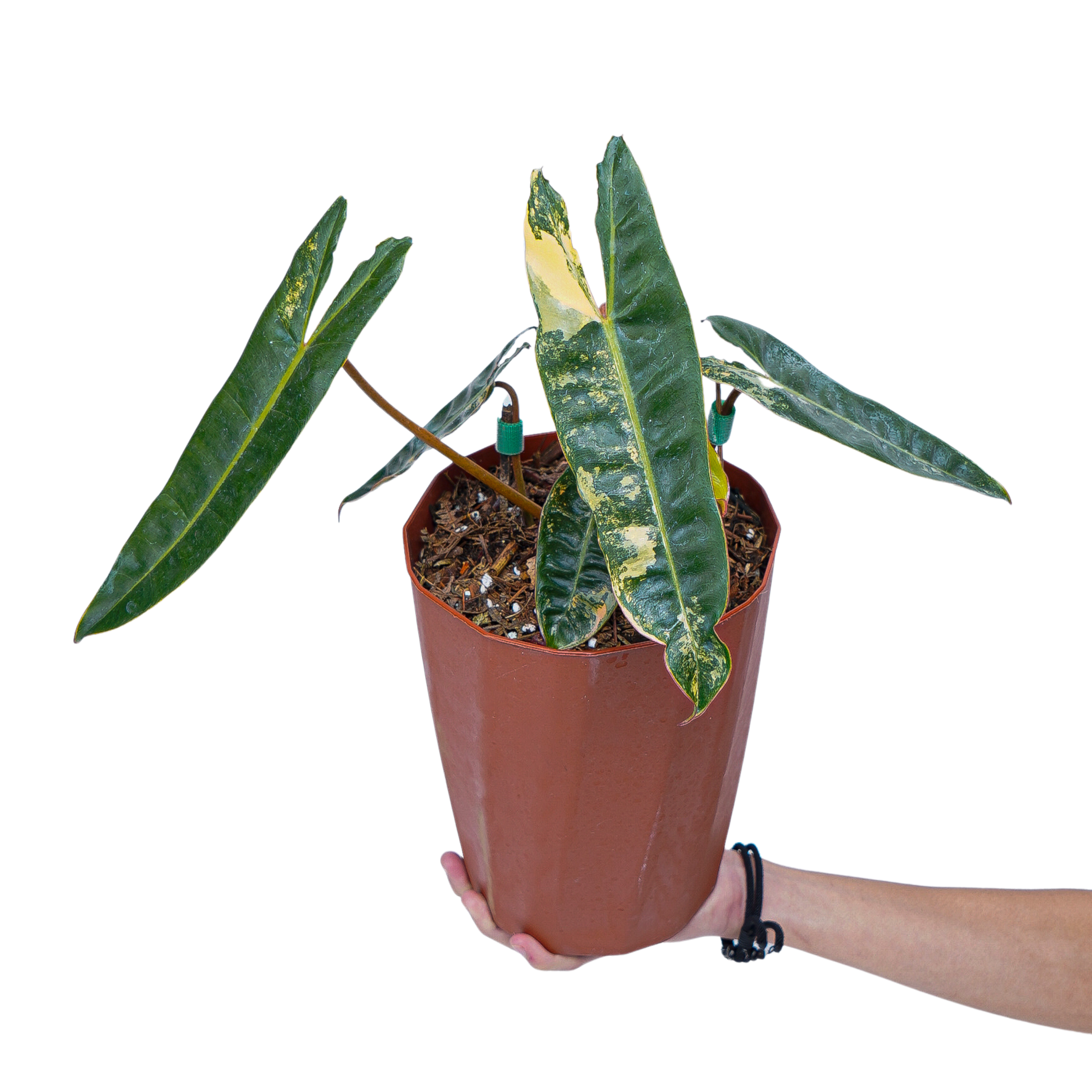 Philodendron Billietiae Variegated - Image 7