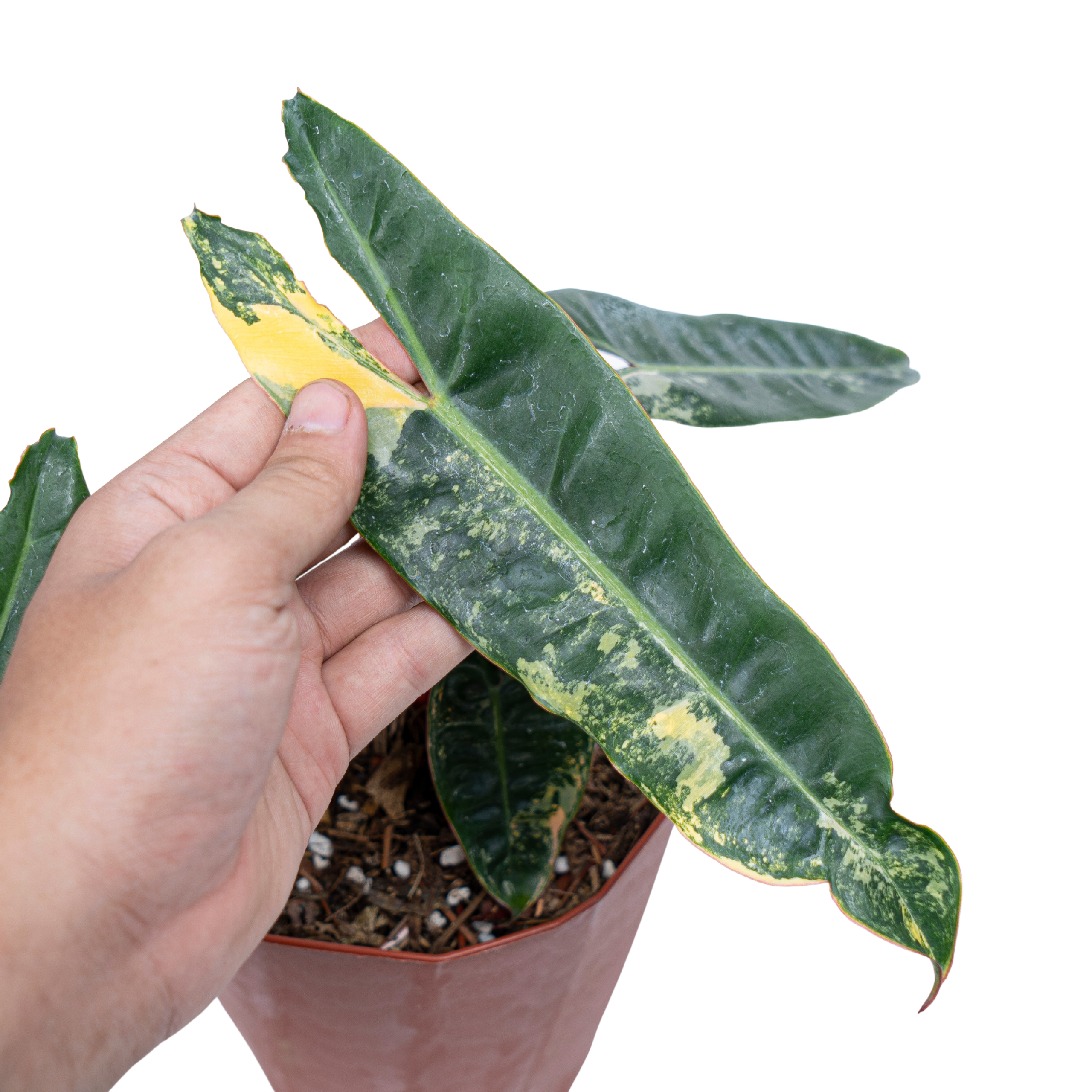 Philodendron Billietiae Variegated - Image 8