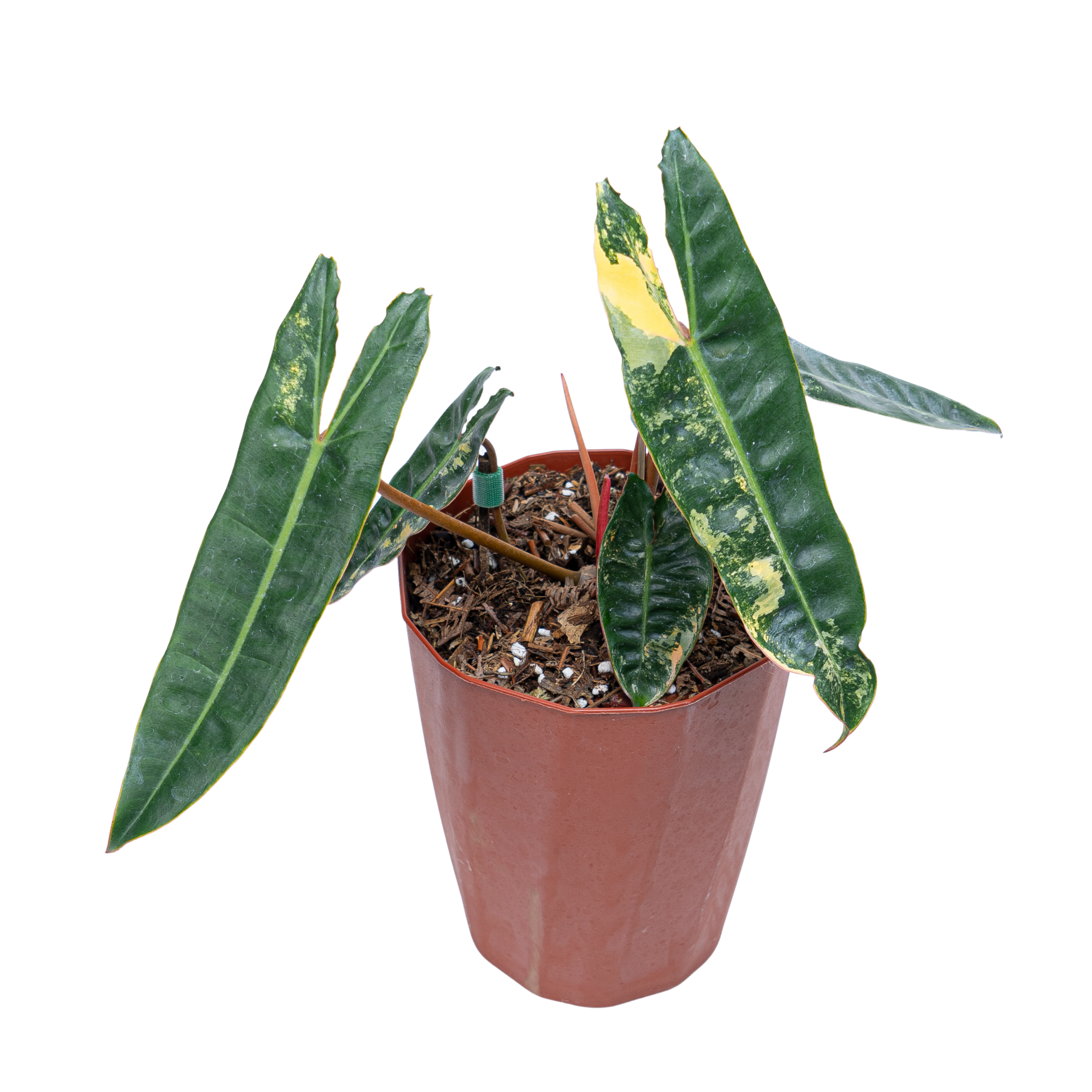 Philodendron Billietiae Variegated - Image 9