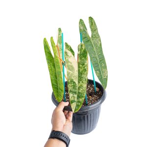 Philodendron Billietiae Variegated - Mature size
