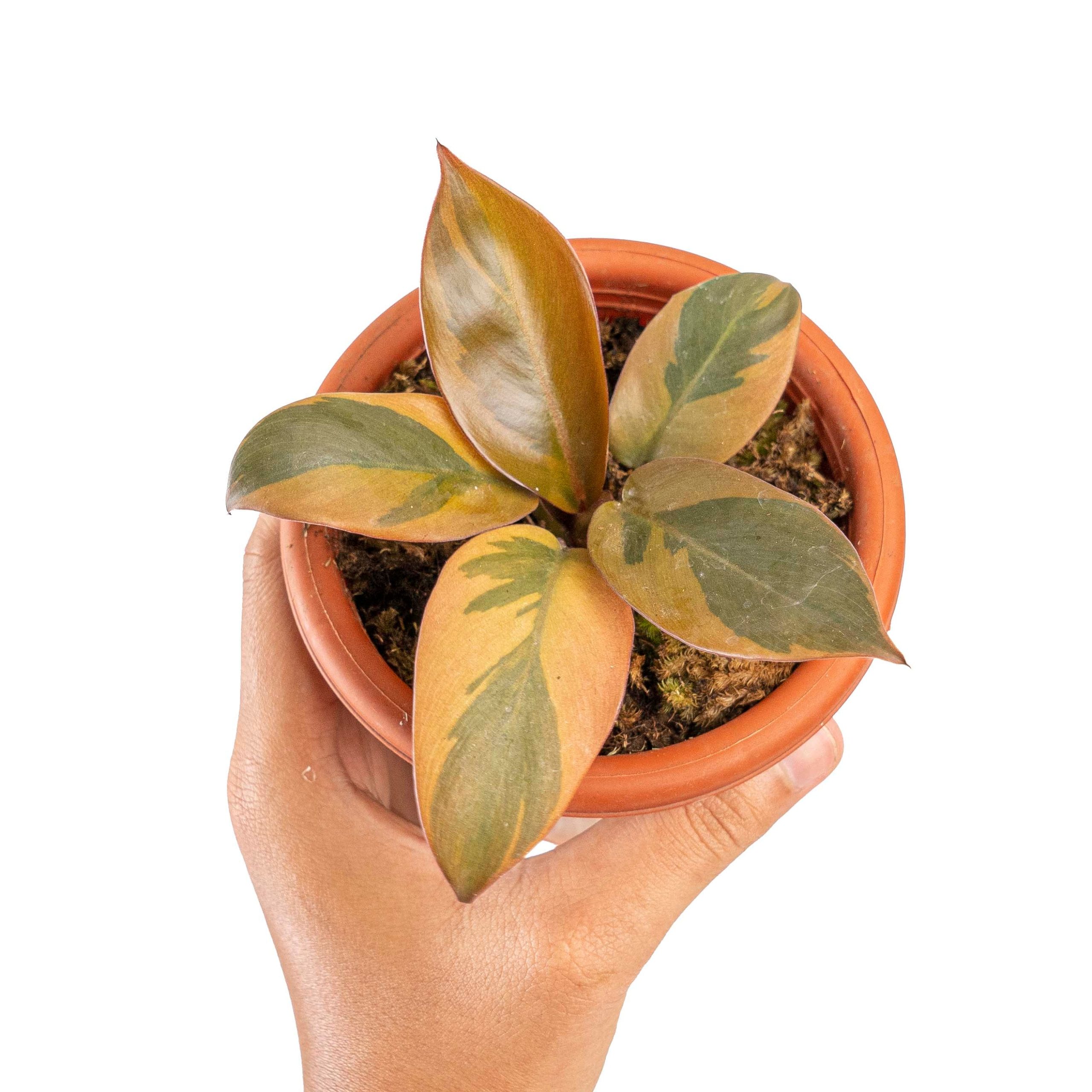 Philodendron black cardinal variegated