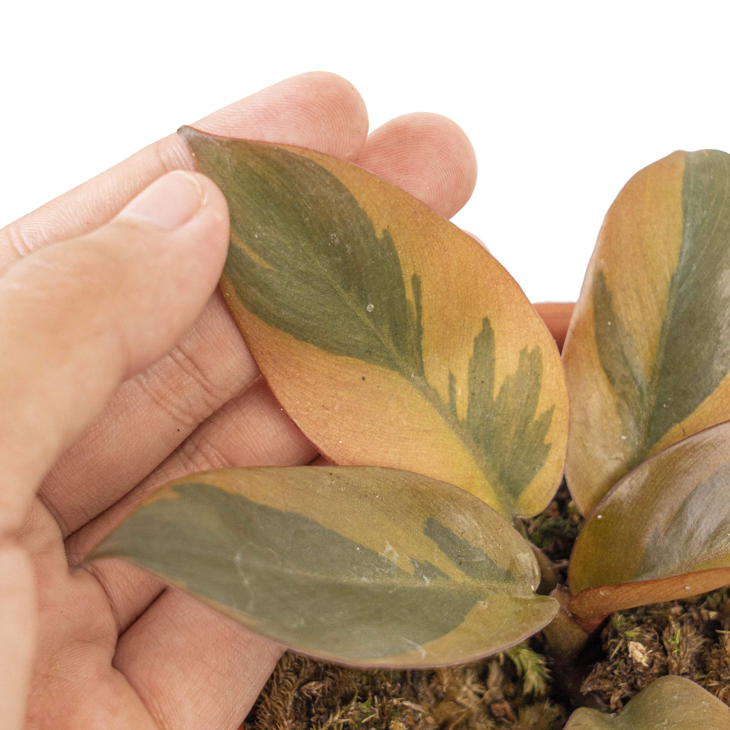 Philodendron black cardinal variegated - Image 2