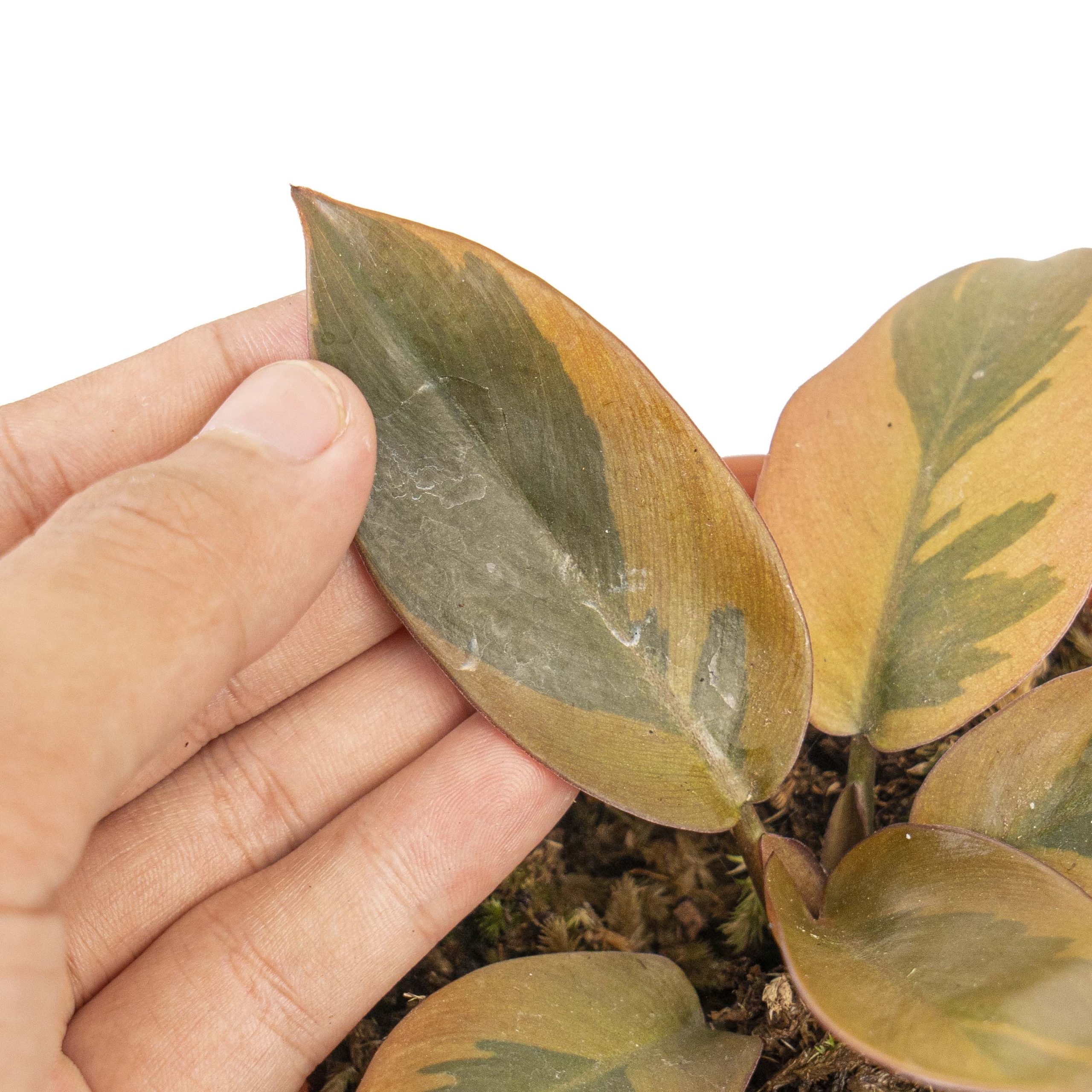 Philodendron black cardinal variegated - Image 3