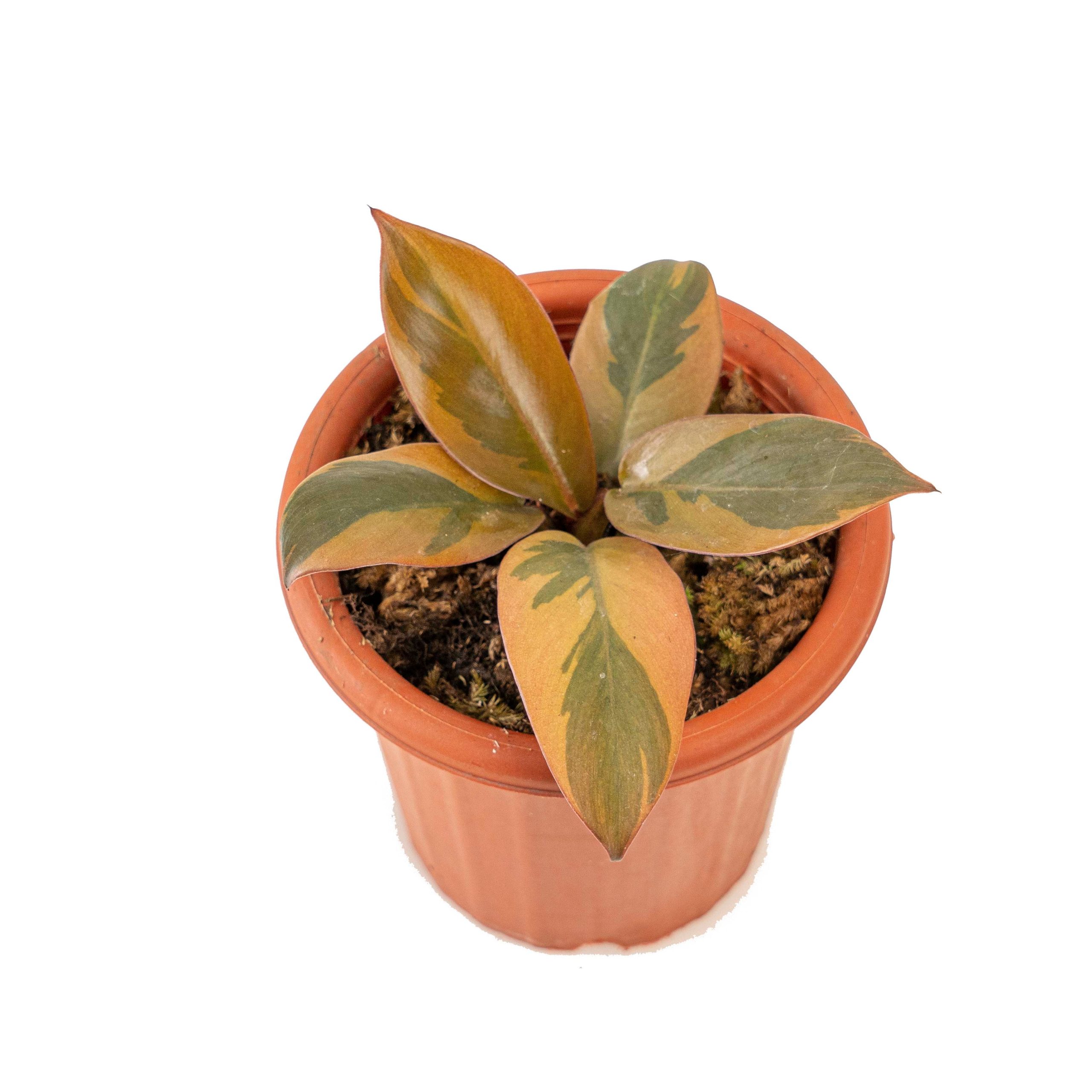 Philodendron black cardinal variegated - Image 4