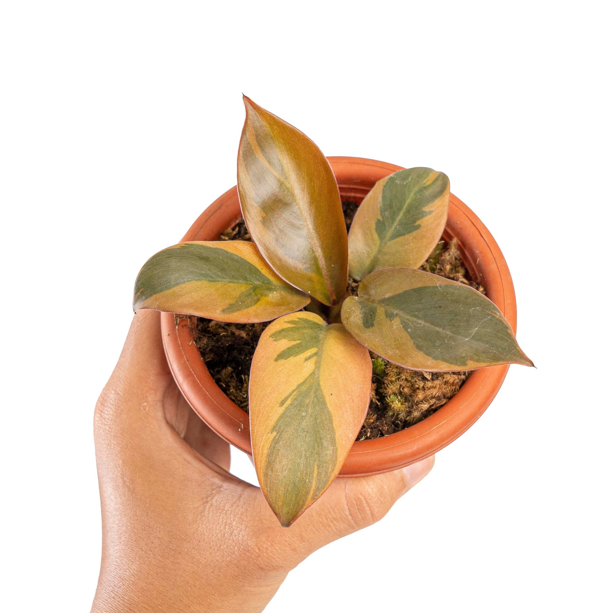 Philodendron black cardinal variegated - Image 5
